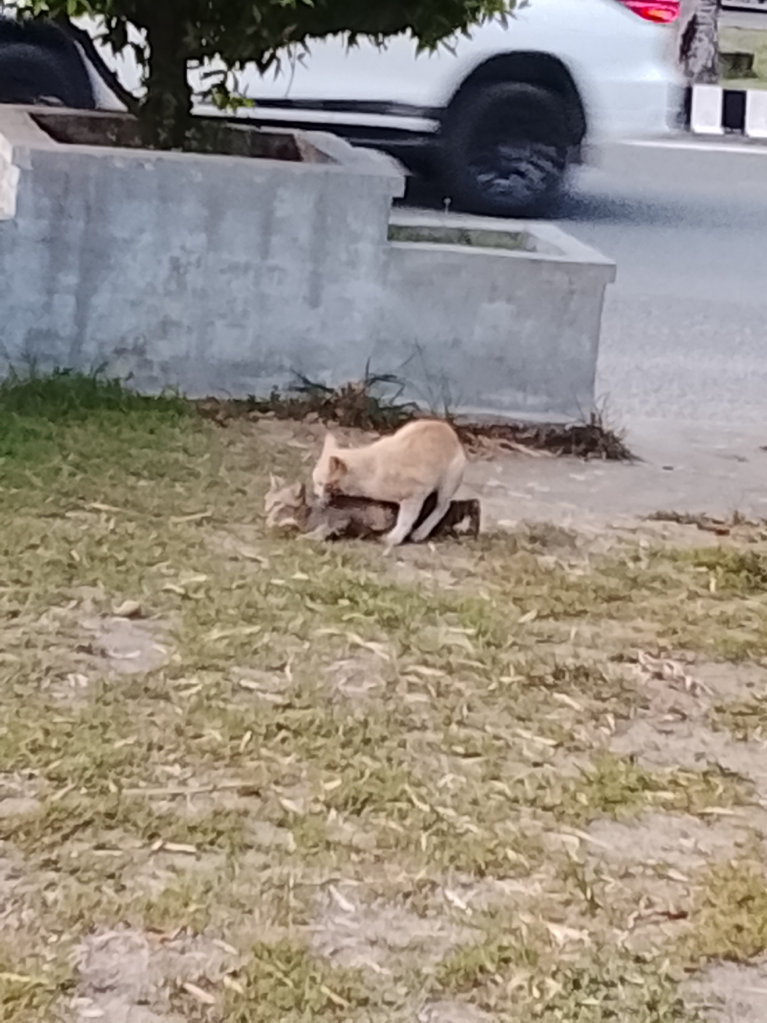 Two cats are on a patch of grass. One cat, a light orange tabby, is on its side, and the other cat, a gray tabby, is on top of it. The cats appear to be interacting aggressively. The background shows a concrete planter box and the side of a white car. The scene is outdoors, with dry grass and some fallen leaves on the ground. The lighting suggests it is daytime.