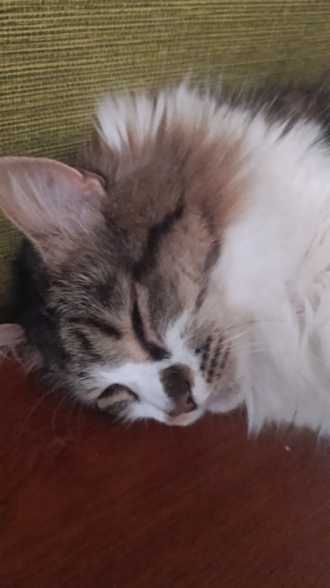 A close-up, high-angle shot shows a fluffy cat sleeping peacefully. The cat's head is tilted to the right, with its eyes closed and its fur a mix of brown, white, and black. Its whiskers are visible, fanned out across its face. The cat is lying on a surface that appears to be a dark, polished wood, likely a table or shelf. Behind the cat, a textured, olive-green surface is visible, possibly a couch or upholstered furniture. The lighting is soft, casting a gentle glow on the sleeping feline. The scene is devoid of any human presence, and the overall impression is one of tranquility and domestic comfort.