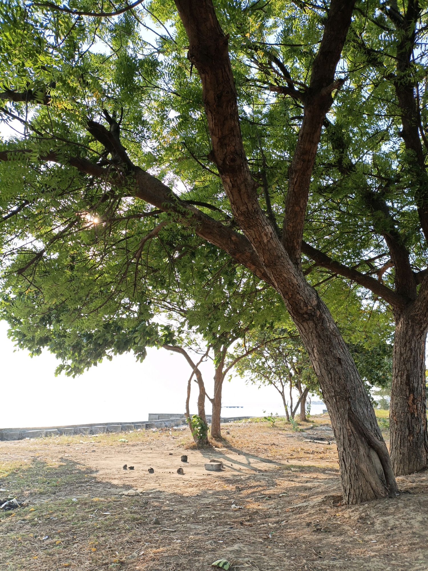 The image depicts a scene of a waterfront park in Cikal, Indonesia. The foreground is dominated by the thick, gnarled trunks of several large trees with lush green foliage, casting dappled shadows on the dry, sandy ground. Scattered debris, including small stones and what appear to be discarded cigarette butts and plastic fragments, litters the area. In the midground, a low concrete structure runs horizontally, separating the park from the waterfront. Beyond this, a body of water is visible under a bright, overcast sky, with a few distant structures and boats. The overall impression is one of a somewhat neglected but natural public space. There are no people present in the image.