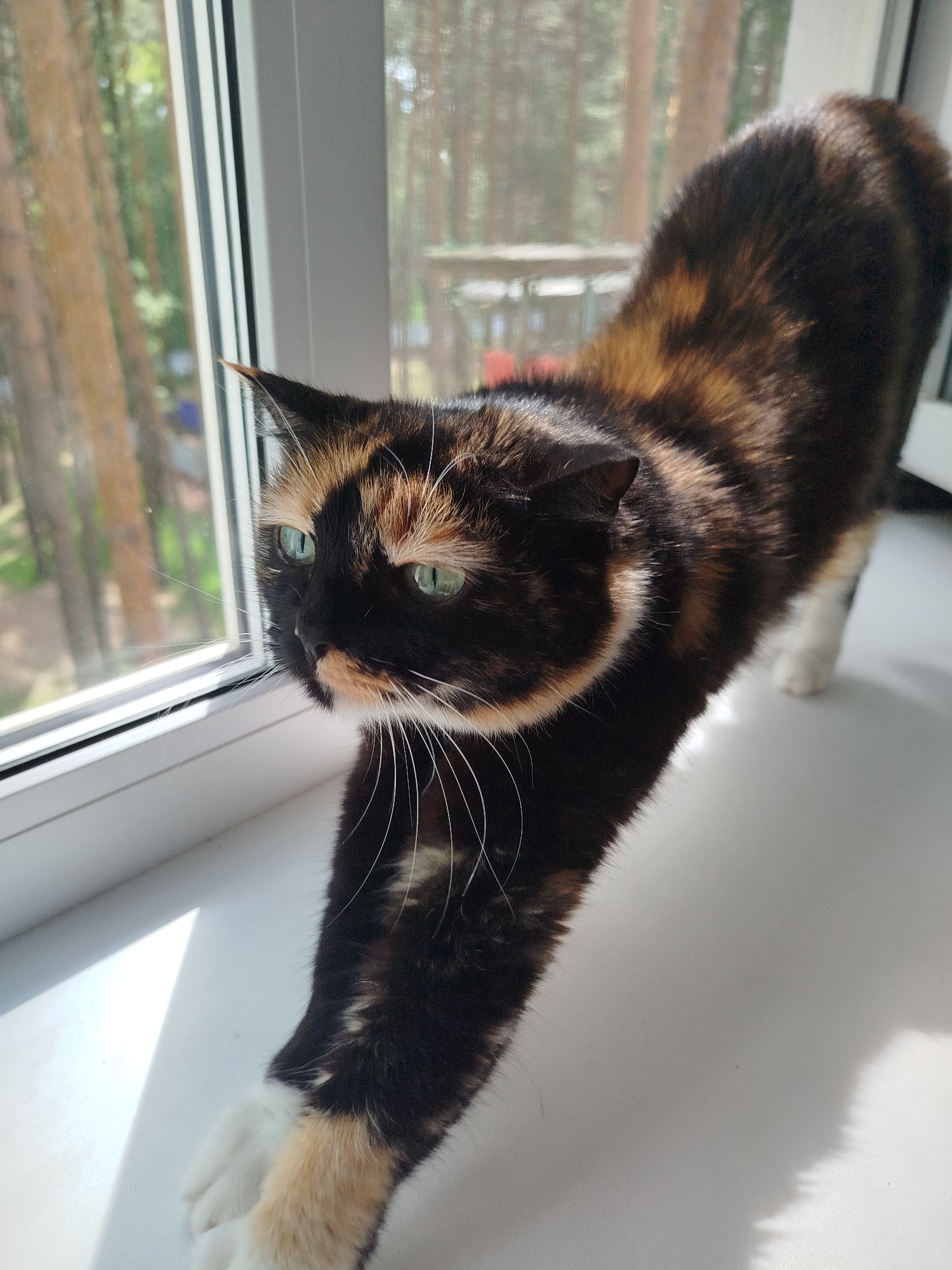 A calico cat is captured mid-stretch on a white windowsill, looking out a large window on a sunny day. The cat's fur is a striking mix of black, orange/brown, and white patches, with prominent white whiskers and bright green eyes that are focused intently towards the outside. Its front paws are extended forward, touching the windowsill, while its body is elongated in a classic cat stretch. White fur is visible on its chest, belly, and front paws.
The scene is brightly lit by natural light, casting distinct shadows from the cat and window frame onto the white sill, indicating strong sunlight. Through the window, a blurred background of tall trees suggests a natural or wooded outdoor environment, possibly a forest or a park, with a hint of a balcony railing visible in the distance. The window itself has a clean white frame. The overall atmosphere conveys a moment of calm and curiosity as the cat observes the world outside from its comfortable indoor perch. There is no visible text in the image.