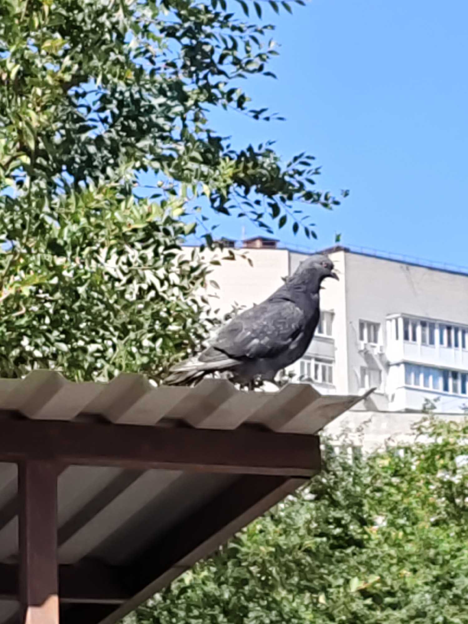 A grey pigeon is perched on a corrugated metal roof, its beak open as if vocalizing. The pigeon is positioned in the foreground, with lush green foliage and a clear blue sky visible behind it. In the background, a multi-story building with numerous windows stands against the sky. The overall scene suggests an urban environment in Rostov-on-Don, Russia, with the pigeon likely a common sight in the city.