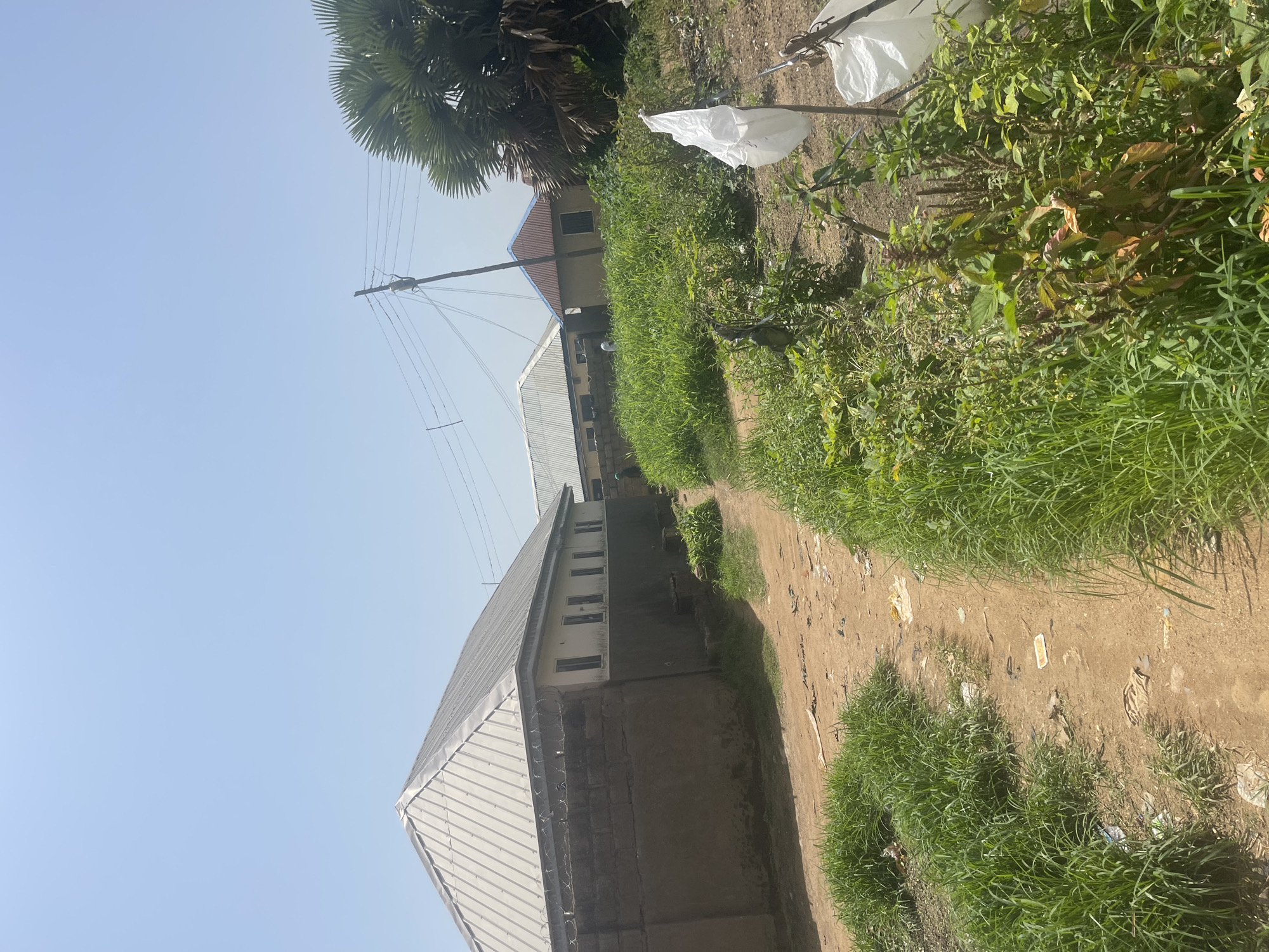 This media file, filmed in Rafin Par, Nigeria, captures an outdoor scene with a focus on a dirt path winding through lush green vegetation. The path appears to be the main subject, leading the viewer's eye towards a cluster of buildings in the background. These buildings are varied in design, with one featuring a distinctive red-tiled roof and another a corrugated metal roof. The presence of utility poles and overhead wires suggests an inhabited area with access to electricity.
The setting is predominantly natural, with dense green foliage and a tall palm tree dominating the upper left portion of the frame. The ground is a mix of dirt and sparse grass, with some scattered white debris, possibly plastic bags, visible on the path and amongst the greenery. The overall impression is one of a rural or semi-rural environment, possibly a residential area or a community space.
The time of day appears to be daytime, with clear blue skies overhead, indicating fair weather. There are no people or discernible activities taking place within the frame. The camera perspective is low, looking up and along the path, giving a sense of depth and leading the viewer into the scene. The image is slightly tilted, adding a dynamic element to the composition. No text is visible in the image.