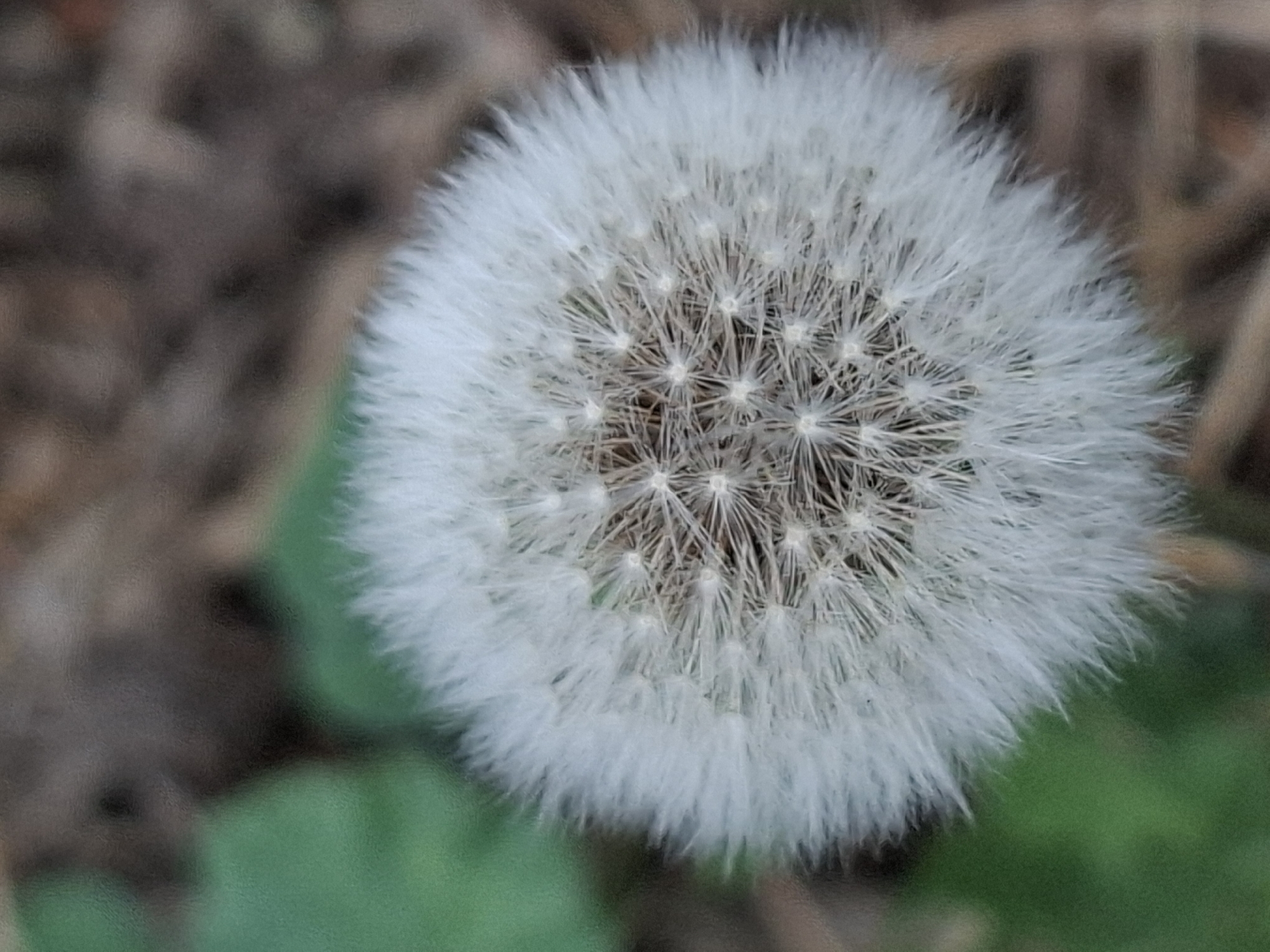 A close-up, top-down shot focuses on a dandelion seed head, its delicate white filaments radiating outwards from a central brown core. The background is softly blurred, showing hints of green foliage and brown, earthy textures, possibly indicating a natural outdoor setting. The image does not contain any identifiable landmarks or elements that would suggest a specific location within Almaty, Kazakhstan. There are no people, actions, or interactions depicted.