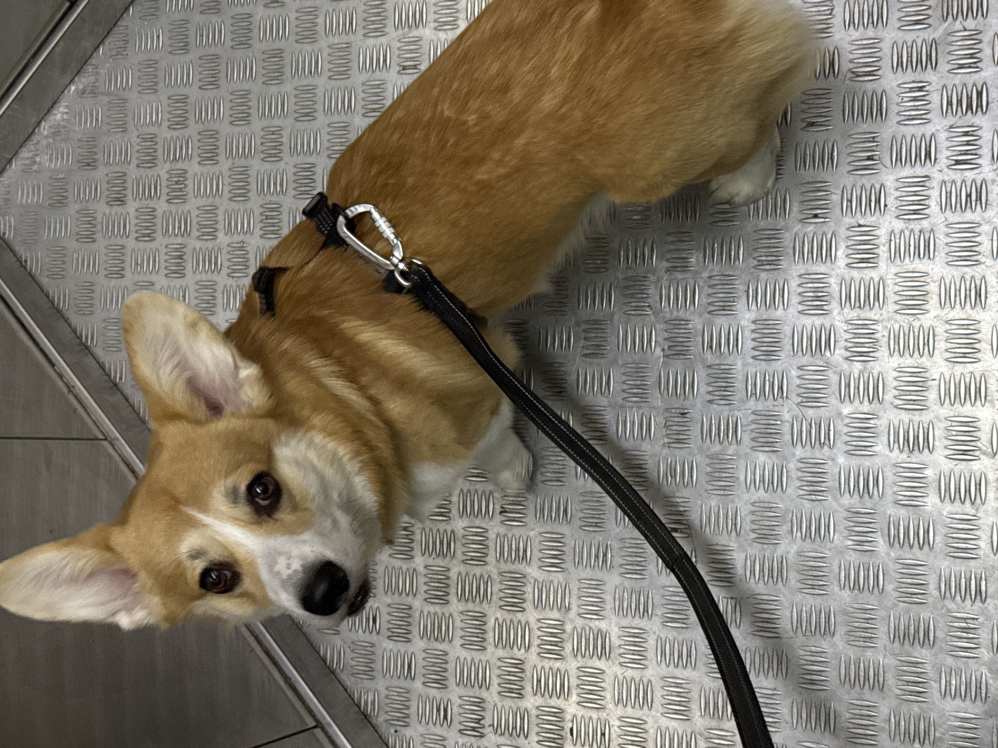 The image shows a corgi dog standing on a metal surface with a diamond pattern. The dog is wearing a black harness and leash. It is looking up at the camera. The location is unknown and cannot be determined from the image.