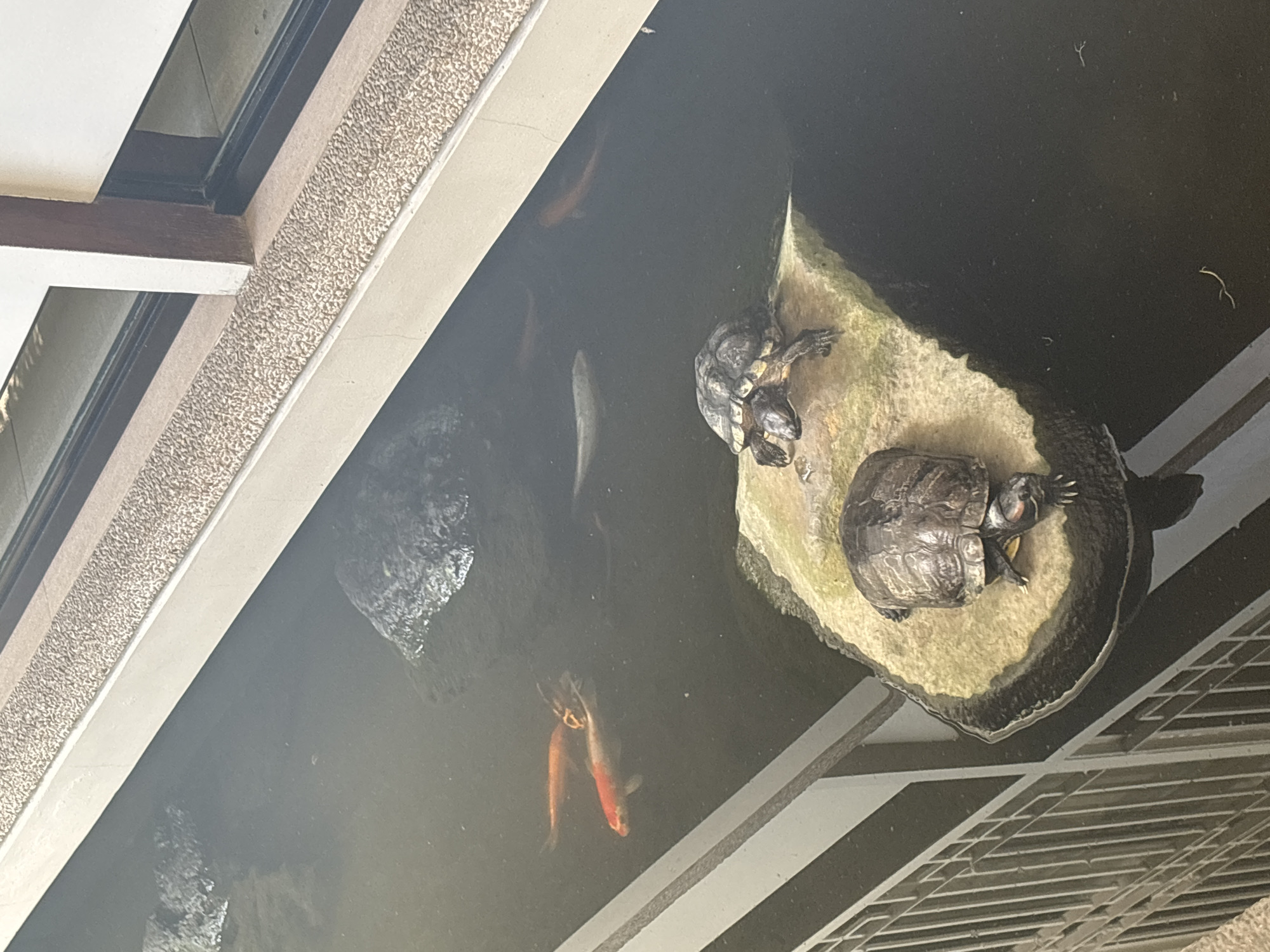 This image shows a pond with two turtles and several koi fish. The pond appears to be located in a courtyard or garden area, as evidenced by the presence of a railing and a textured border along the edge. One turtle is on a light-colored rock in the water, and the other is slightly behind it on the same rock. Three orange and white koi fish are swimming in the murky water, and one or two lighter-colored fish are also visible. The environment suggests a place that cares for aquatic life, possibly a zoo, botanical garden, or a well-maintained public space in Davao City, Philippines.