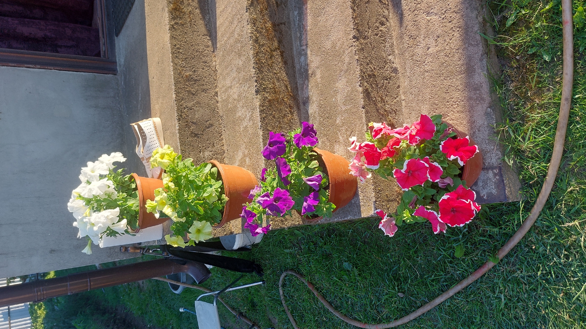 The image displays a series of potted petunias arranged on concrete steps leading up to a building. The petunias are in various colors, including white, yellow, purple, and red with white edges. The scene is set outdoors with green grass and a garden hose visible on the left side. A downspout is also visible against the building's wall. A pair of white and brown shoes is placed on the top step. The lighting suggests it is a sunny day. The location is identified as Masty, Belarus.