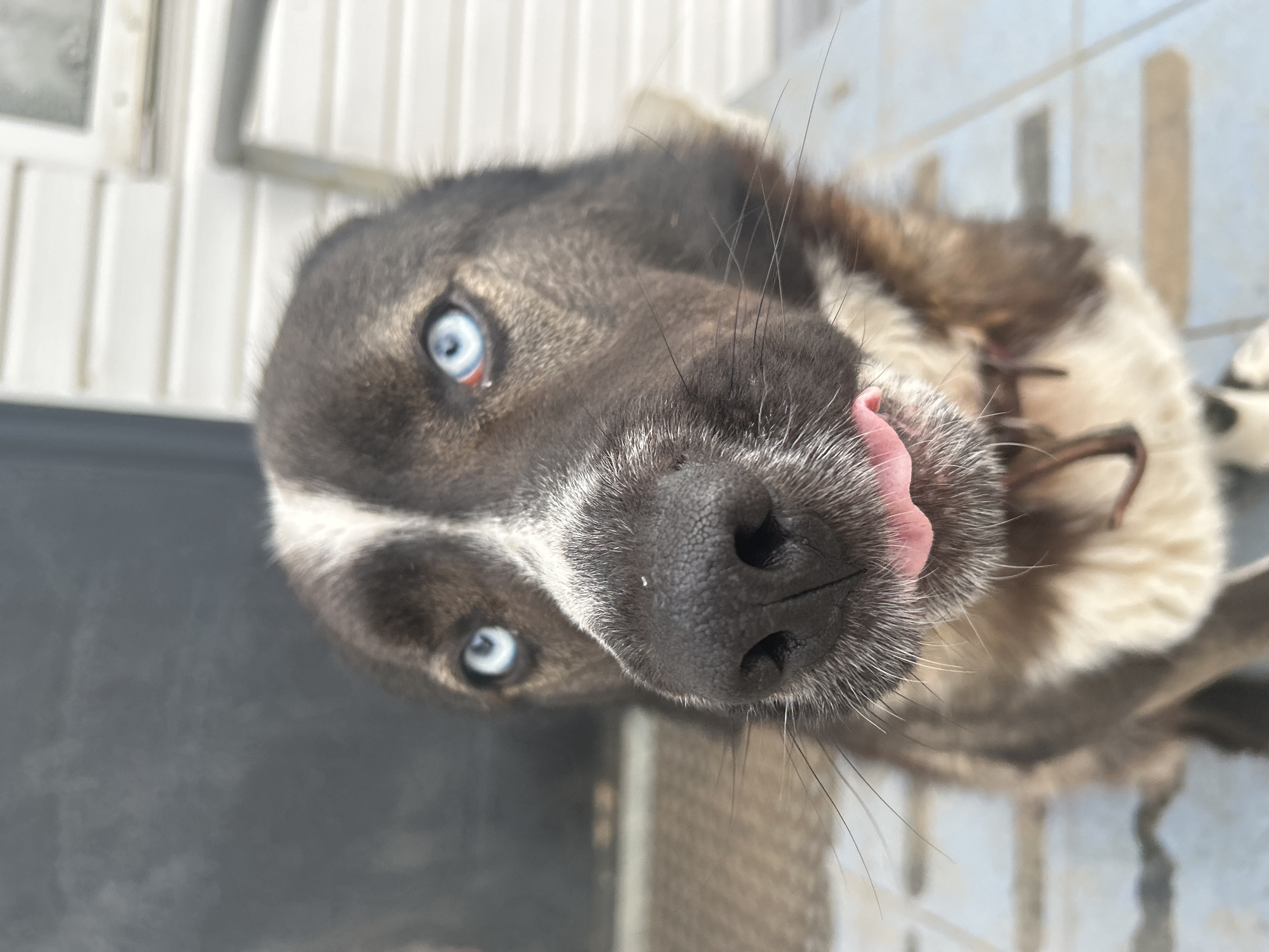 A close-up, tilted-angle shot features a dog with bright blue eyes and a black nose, its tongue slightly extended. The dog has a white stripe between its eyes, and the fur around its muzzle is gray with white hairs. The background includes a white wall with vertical slats and a gray tiled floor. A collar is visible around the dog's neck. The location is Фоки, Russia.