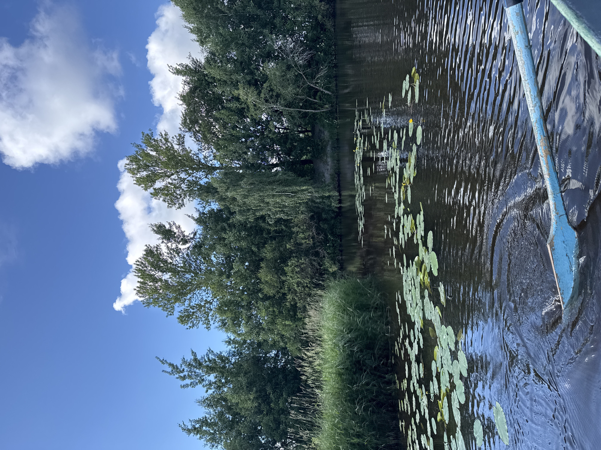 This is a vertical, eye-level, medium shot of a river with a paddle in the foreground, taken on a bright, sunny day. The water is dark and rippled, reflecting the blue sky and white clouds. Lily pads dot the surface of the water. In the background, a lush green bank is covered in tall grass and trees. The sky is a vibrant blue with fluffy white clouds. There are no people or animals visible in the image. The scene appears to be in a natural setting, likely a park or a nature reserve. Based on the visual cues, this scene could plausibly be located in one of the many parks or water bodies in Saint Petersburg, Russia, such as Yelagin Island or Peterhof, which feature similar natural landscapes.
