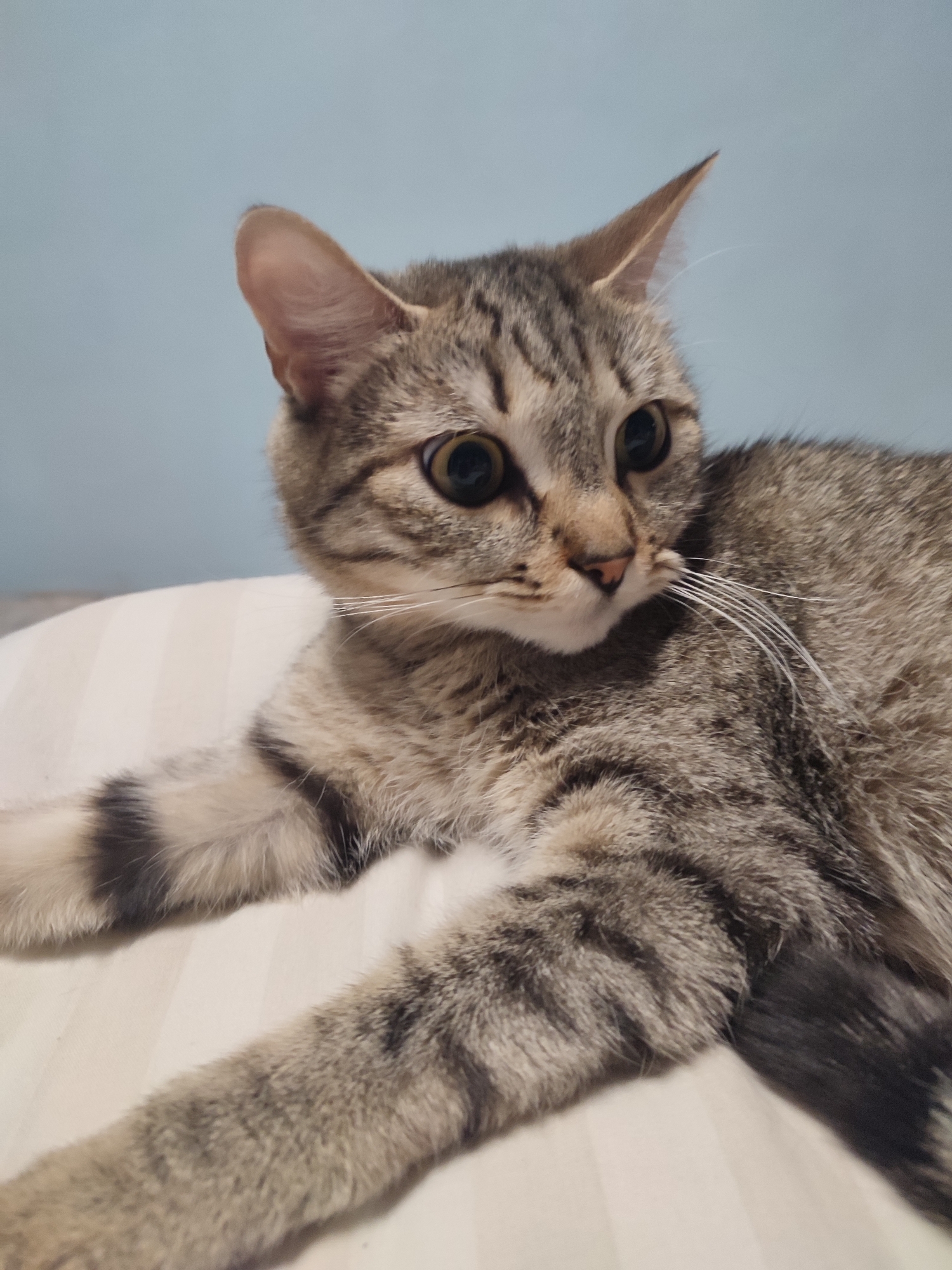 A brown tabby cat lies on a white pillow against a light blue wall. The cat is looking slightly off to the right of the frame. The cat's forelegs are extended. There is no evidence to support the location being Chaikovsky, Russia.