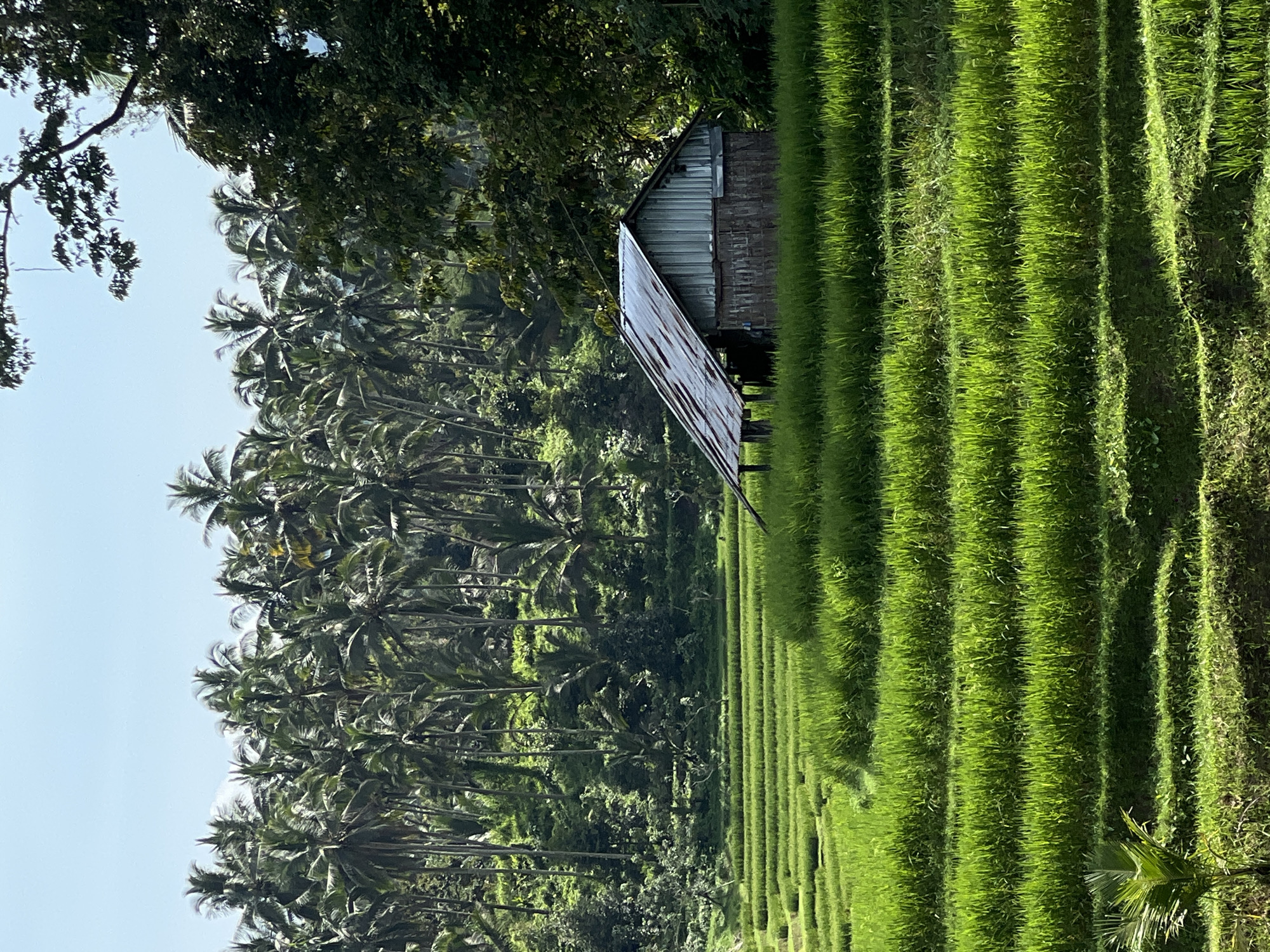 This image, taken in Pupuan, Indonesia, shows a rural landscape dominated by rice terraces. The terraces are lush and green, indicating recent cultivation. A small, weathered structure, possibly a shelter for agricultural workers, is situated on the edge of the terraces. A dense grove of palm trees is present, suggesting a tropical climate. The sky is blue, suggesting fair weather.