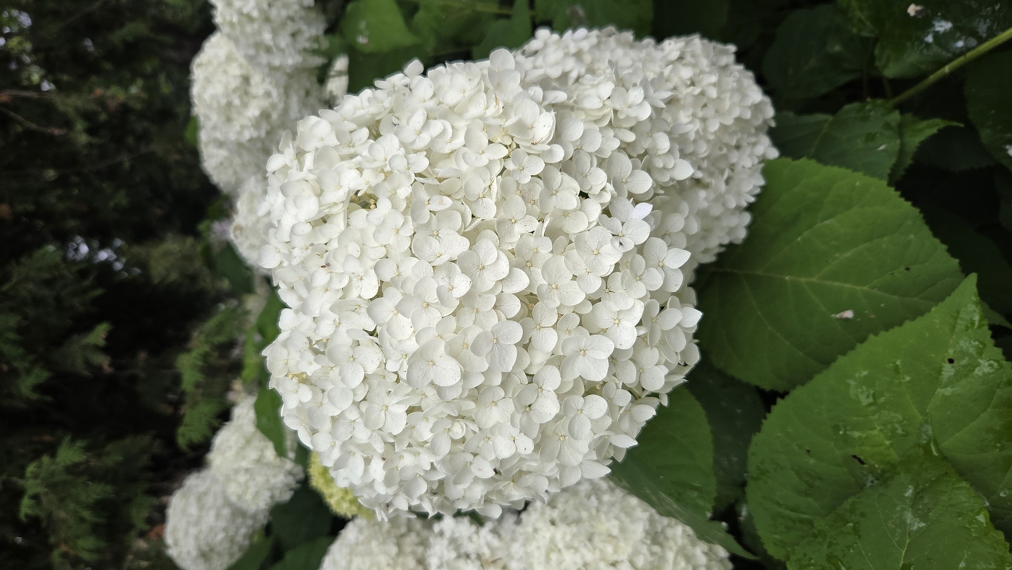 A cluster of white hydrangeas is in focus, with their numerous small petals creating a full, rounded bloom. The hydrangeas are surrounded by large, dark green leaves, some of which appear wet, suggesting recent rain. In the background, out-of-focus green foliage, possibly from trees, provides a dark, shadowy backdrop. The scene is likely an outdoor garden setting. There is no information available about the city of Riga, Latvia, in the image.