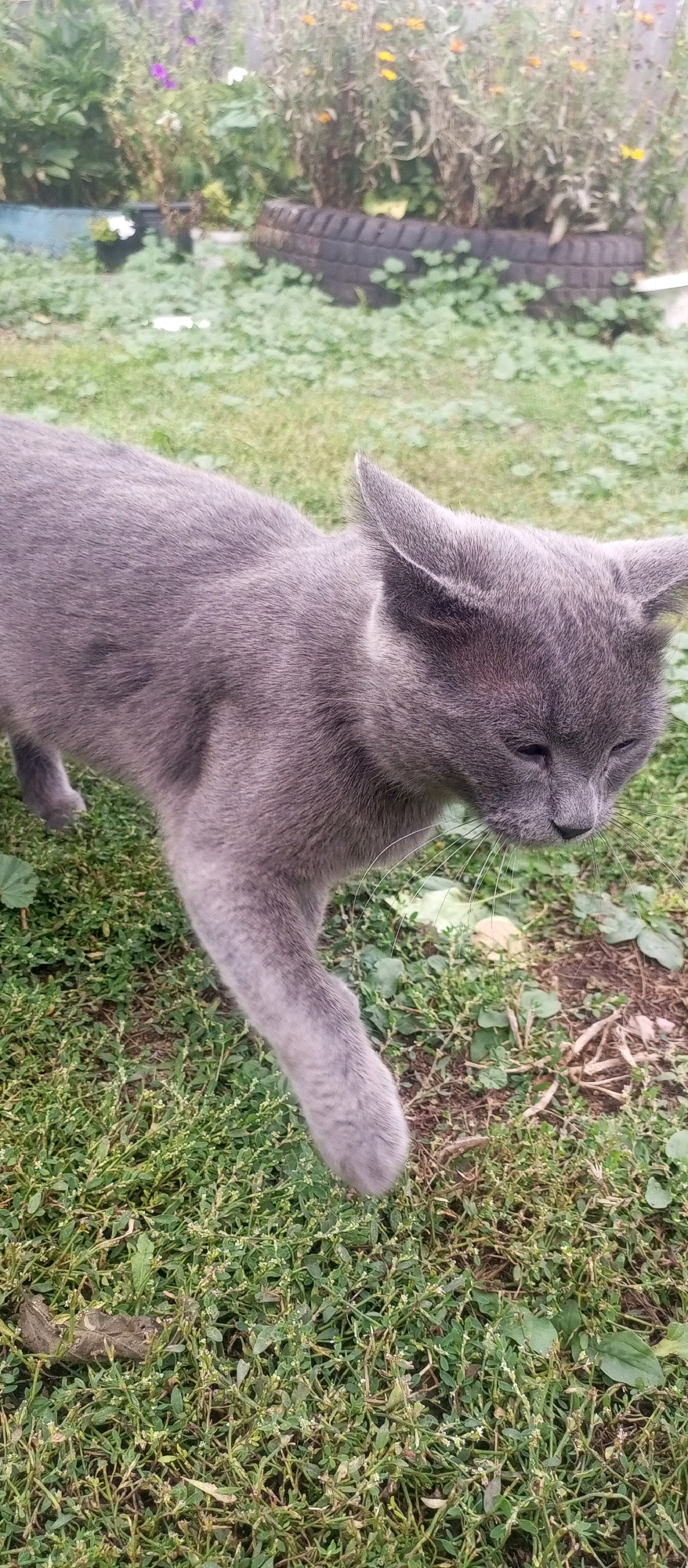 A medium shot captures a grey cat with green eyes walking on a grassy area. The cat is facing right, with its head lowered and its eyes partially closed. Its front left paw is extended forward, mid-stride. The background shows a variety of plants, including green foliage, some with purple and orange flowers, and a section of a black tire positioned horizontally, possibly serving as a planter or debris. The ground is covered in short green grass and small weeds. The overall scene appears to be an outdoor garden or yard.