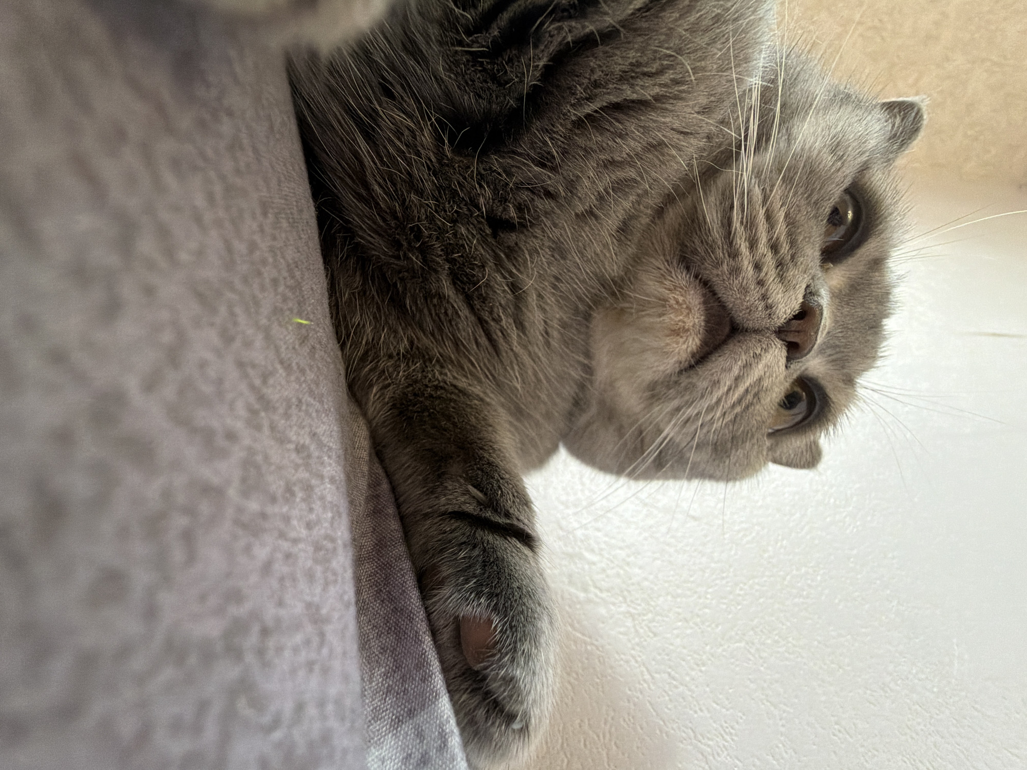 A low-angle, close-up indoor shot features a grey cat with a watchful or curious expression, positioned in what appears to be a cozy domestic setting in Perm, Russia. The cat, likely a British Shorthair breed given its dense grey fur and rounded face, is seen from below, with its head tilted to the right and its gaze directed downwards.
The left side of the frame is dominated by a light grey, textured fabric surface, possibly a cushion or blanket, on which the cat's front paw rests. The paw, with its grey fur and a hint of a pink paw pad, is visible in the lower left quadrant. A tiny, bright green speck is noticeable on the grey fabric, near the cat's fur.
The cat's face occupies the upper half of the image, showcasing its prominent whiskers, dark eyes with visible pupils, and a dark, slightly damp-looking nose. Its short, folded ear is partially visible near the top right. The fur around its face is thick and soft, with lighter tones highlighting its muzzle and cheekbones.
The right side of the image reveals a bright, off-white background, suggesting a wall or another plain surface, which appears to have a subtle texture. The lighting is soft and diffused, indicating natural daylight without harsh shadows, contributing to a calm and intimate atmosphere. No text is visible in the image. The cat appears to be relaxing or observing its surroundings from a comfortable spot.
