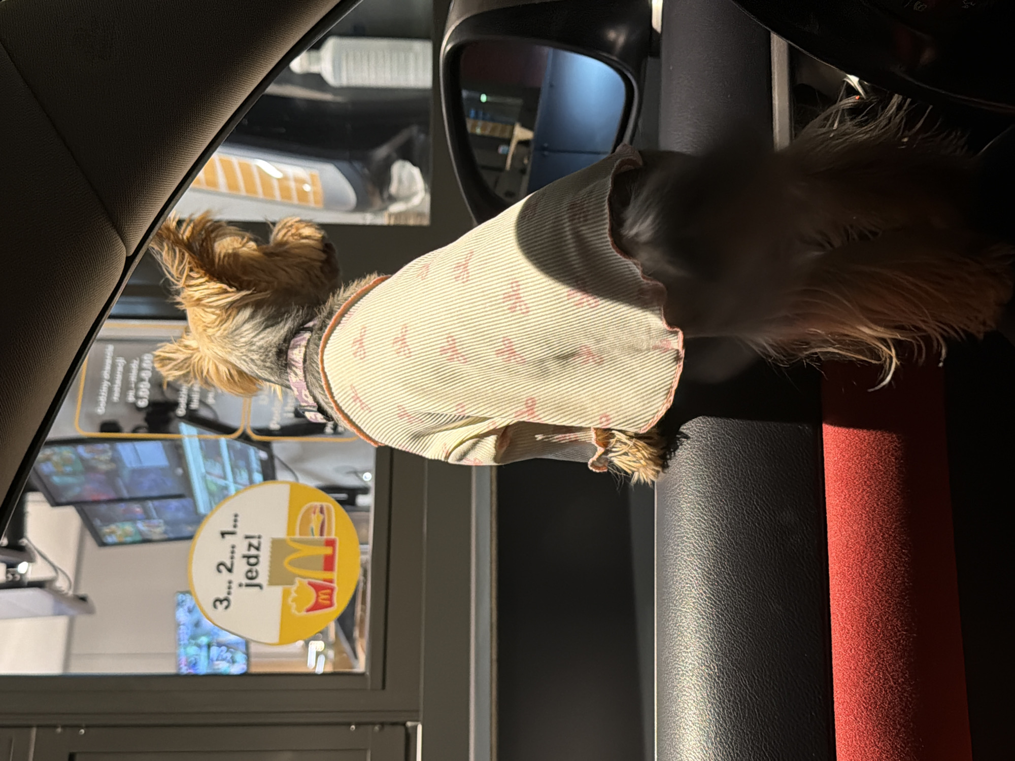 A small, tan-colored dog wearing a striped shirt with pink bows is sitting on the window ledge of a car at a McDonald's drive-thru in Warsaw, Poland. The dog is facing away from the camera, looking towards the restaurant window. A yellow circular sticker with "3... 2... 1... jedz!" (which translates to "3... 2... 1... eat!") and images of fries, a McDonald's bag, and a burger is visible on the window. Inside the restaurant, menu screens are displayed. The car's interior, including the dashboard and a side-view mirror, is also visible.
