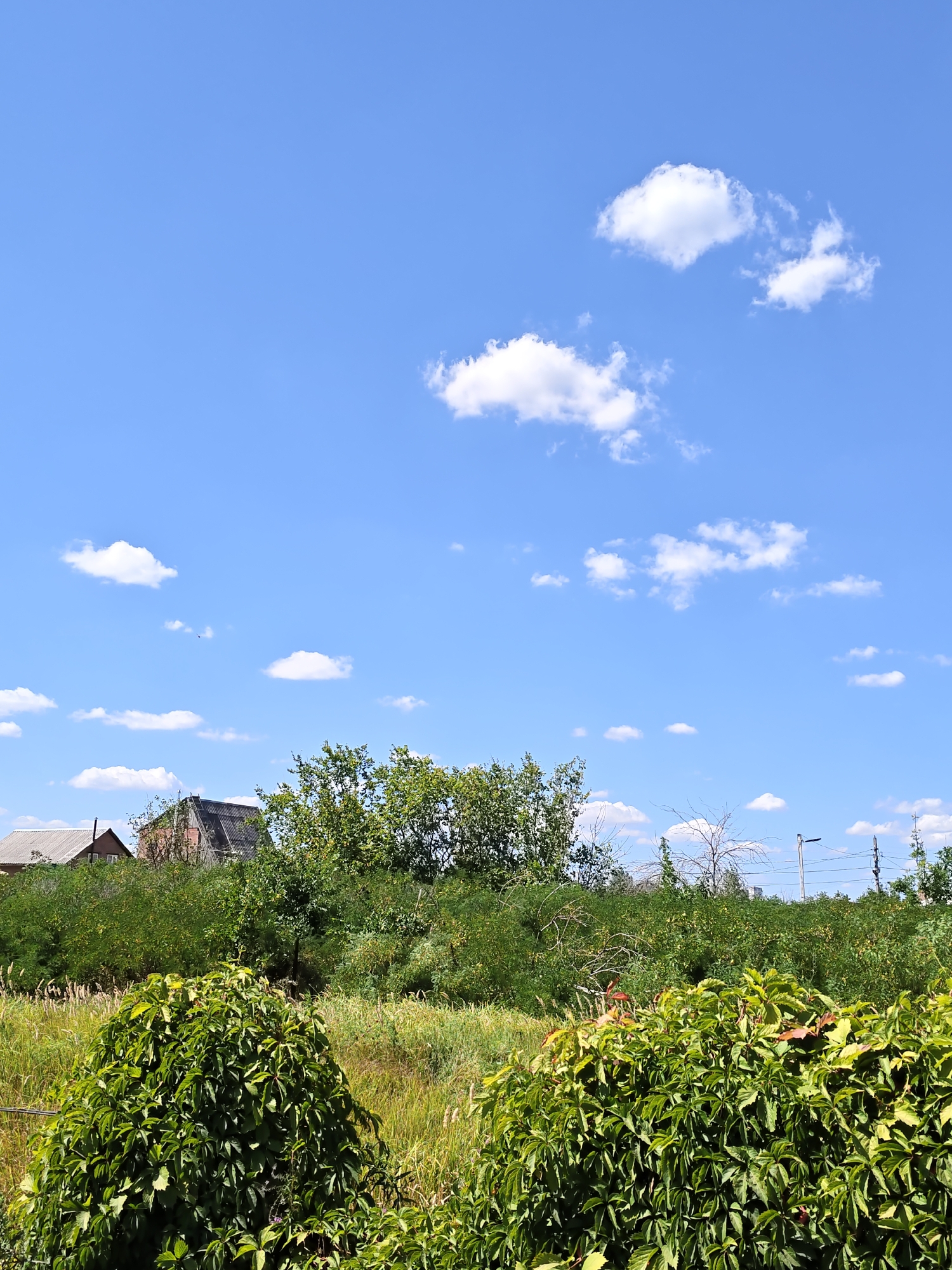 A vertical, eye-level, full outdoor shot captures a rural landscape under a bright blue sky scattered with fluffy white clouds. In the foreground, a lush, dense green bush with large leaves dominates the lower portion of the frame. Behind the bush, a field of tall, dry grass stretches across the midground, interspersed with patches of green vegetation and the tops of trees. Several buildings, appearing to be houses with dark roofs, are visible behind the foliage in the middle ground, suggesting a rural settlement. A light pole and power lines are also present in the distance. The overall scene conveys a sense of a sunny day in a countryside setting.