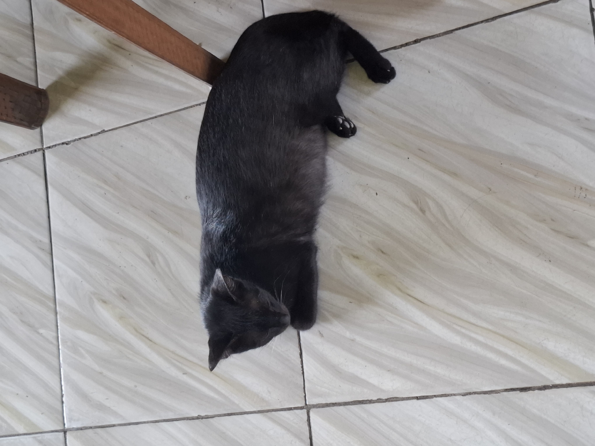 A black cat is lying on a tiled floor. The cat is facing left with its head down, as if it is sleeping or resting. The floor tiles are light-colored with a marbled pattern. A wooden chair leg is visible on the right side of the image. The image was taken in Cibadak, Indonesia.