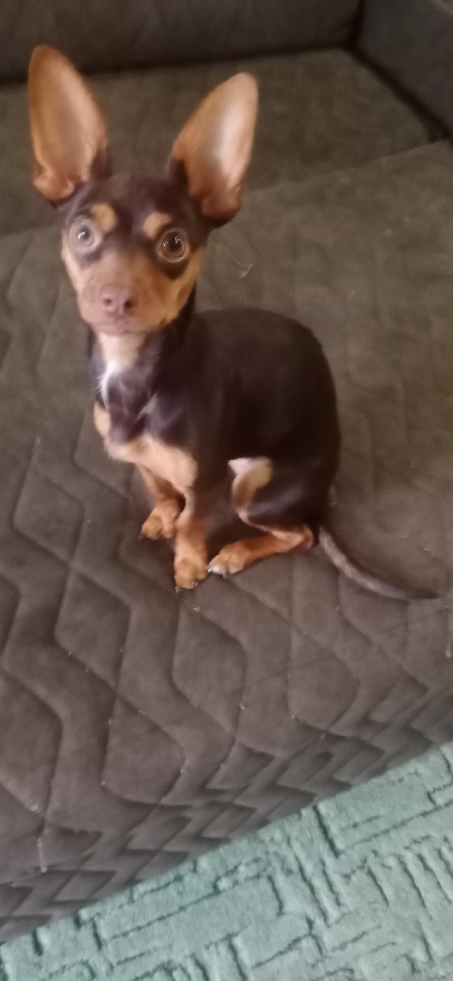 A brown and tan Miniature Pinscher dog with large, erect ears and wide, alert eyes sits on a dark grey quilted sofa. The dog's fur is short and smooth, with darker brown markings on its back, head, and ears, and tan coloring on its chest, legs, and muzzle. A small patch of white fur is visible on its chest. The dog is facing the camera, with its body slightly turned to the right. Its front paws are tucked beneath its chest, and its hind legs are bent. A thin, long tail extends to the right of the dog. The sofa has a diamond-shaped quilting pattern. In the background, a light green textured rug is visible. The image does not contain any elements that would allow for identification of its location within the city of Saratov, Russia.