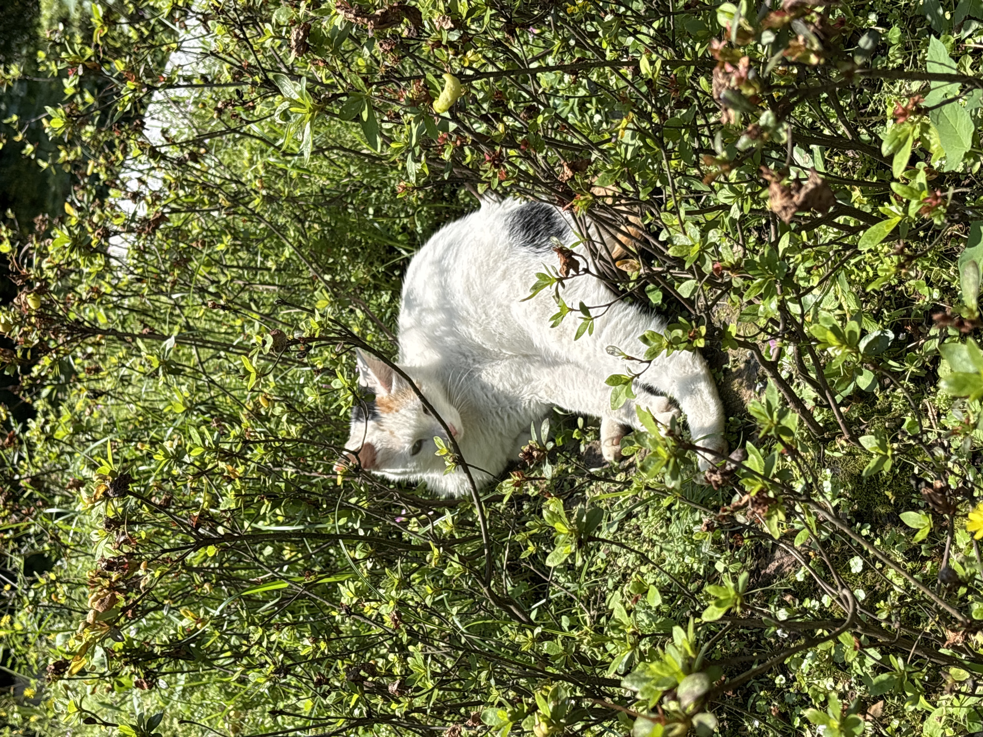 A white domestic cat with black and ginger markings is captured resting or moving through dense green foliage in an outdoor setting in Nan'an District, China. The cat is positioned in the center-left of the frame, seen from an elevated perspective, with its head lowered as if sniffing or exploring the ground beneath the thick bushes. Its fur is predominantly white, featuring a prominent black patch on its back and faint orange-brown accents on its head, particularly near the ears.
The environment is characterized by a lush, untamed growth of small-leaved green bushes and ground cover. The branches of the plants crisscross the frame, partially obscuring the cat and creating a dappled effect. Some leaves show signs of drying or browning, suggesting a mix of mature and fresh foliage. Bright, direct sunlight illuminates the scene, casting distinct shadows and highlighting the textures of the leaves and the cat's fur, indicating it is daytime. The overall atmosphere is one of serene natural exploration or rest. No human subjects, man-made objects other than possibly cultivated plants, or visible text are present in the image.