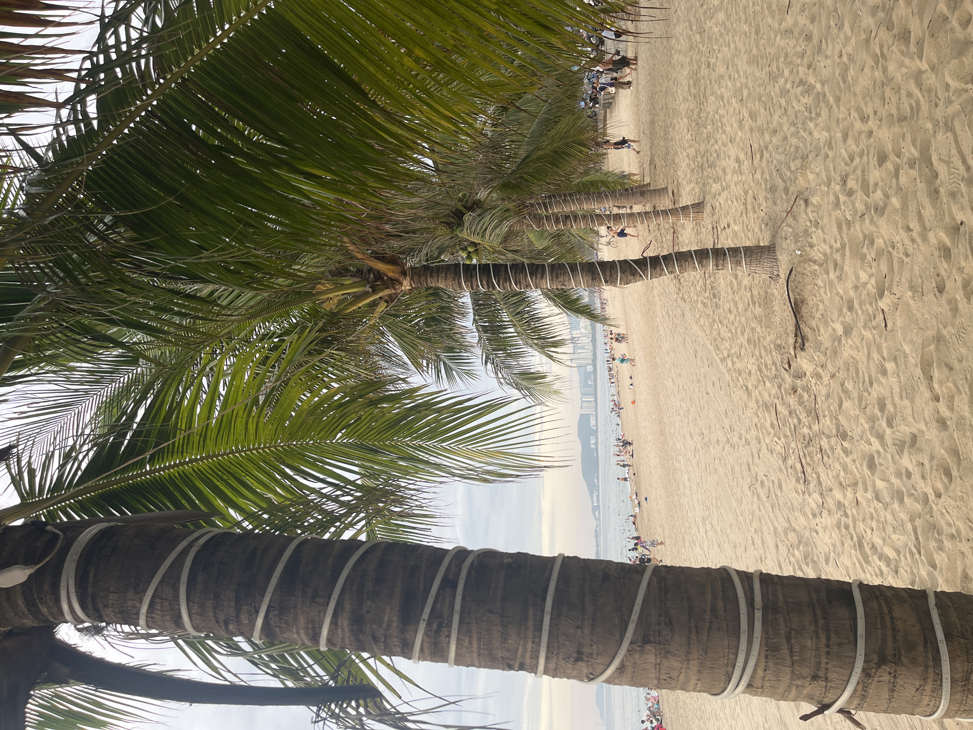 The image depicts a sandy beach in Nha Trang, Vietnam, likely during daylight hours. In the foreground, a large palm tree, wrapped with white LED strip lights, dominates the left side of the frame. Several other palm trees, also adorned with similar lights, line the beach further back. The sand is light brown and appears smooth with some footprints.
In the middle ground, a crowd of people are scattered across the beach and in the shallow water. Some are walking along the shore, while others are seated or lying on the sand. A few people are visible in the water. Further in the distance, along the coastline, is a city skyline with numerous buildings. The sky is overcast, with a hint of a hazy horizon.
The scene suggests a popular tourist destination, with recreational activities taking place. The palm trees and city skyline are characteristic of coastal Vietnam. The presence of LED lights on the trees might indicate preparation for evening illumination or a festive event.