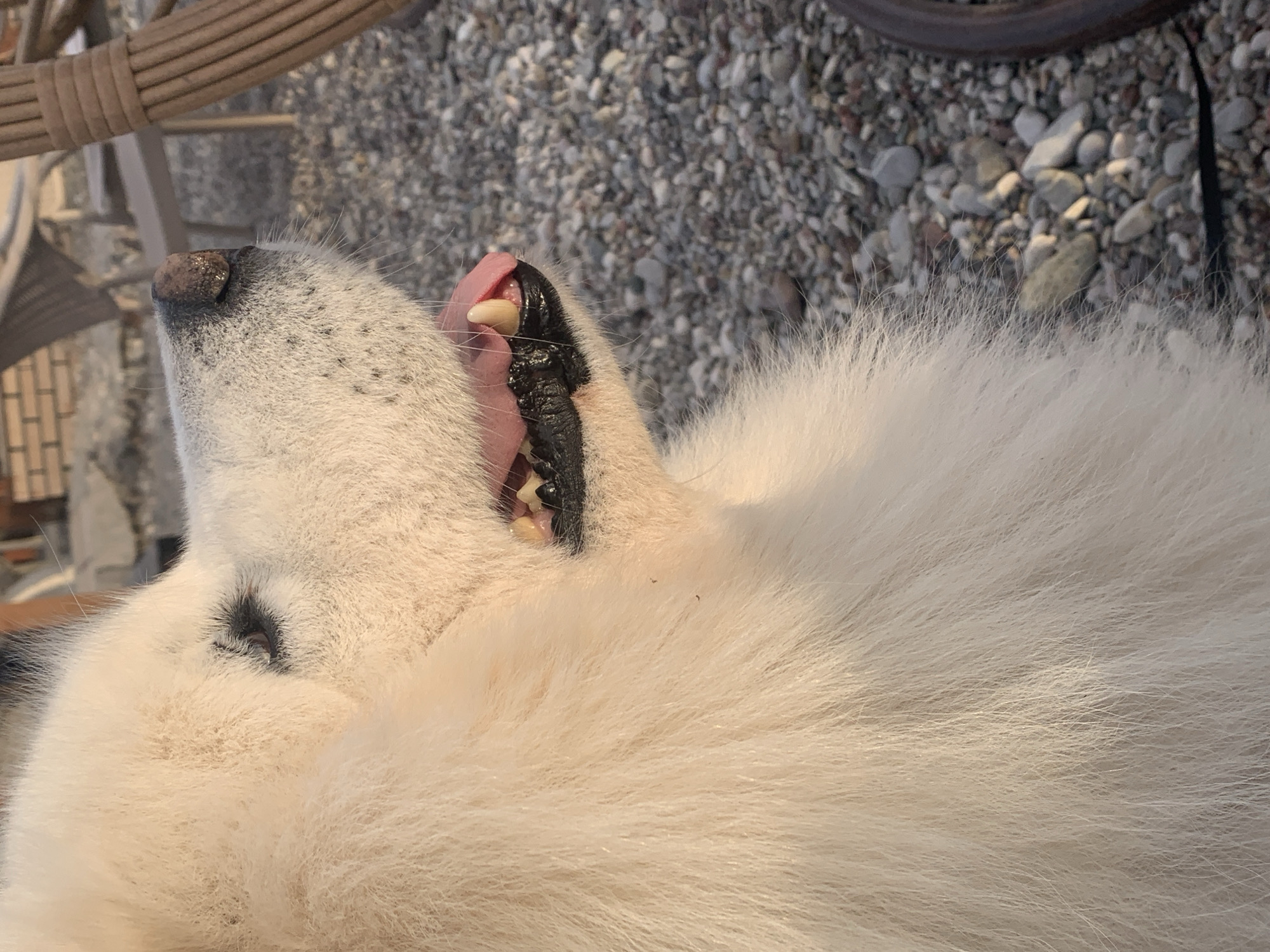 The image shows a close-up view of a white dog, possibly a Samoyed, lying down. The dog's head is tilted back, with its mouth slightly open, revealing a pink tongue and some teeth. There is a thick, dark, possibly tar-like substance adhered to the dog's fur around the mouth and on the tongue. The dog's fur is long and fluffy. The background consists of small pebbles and gravel, suggesting an outdoor environment. Part of a wicker chair is visible in the upper left corner. The location is Bar, Montenegro.