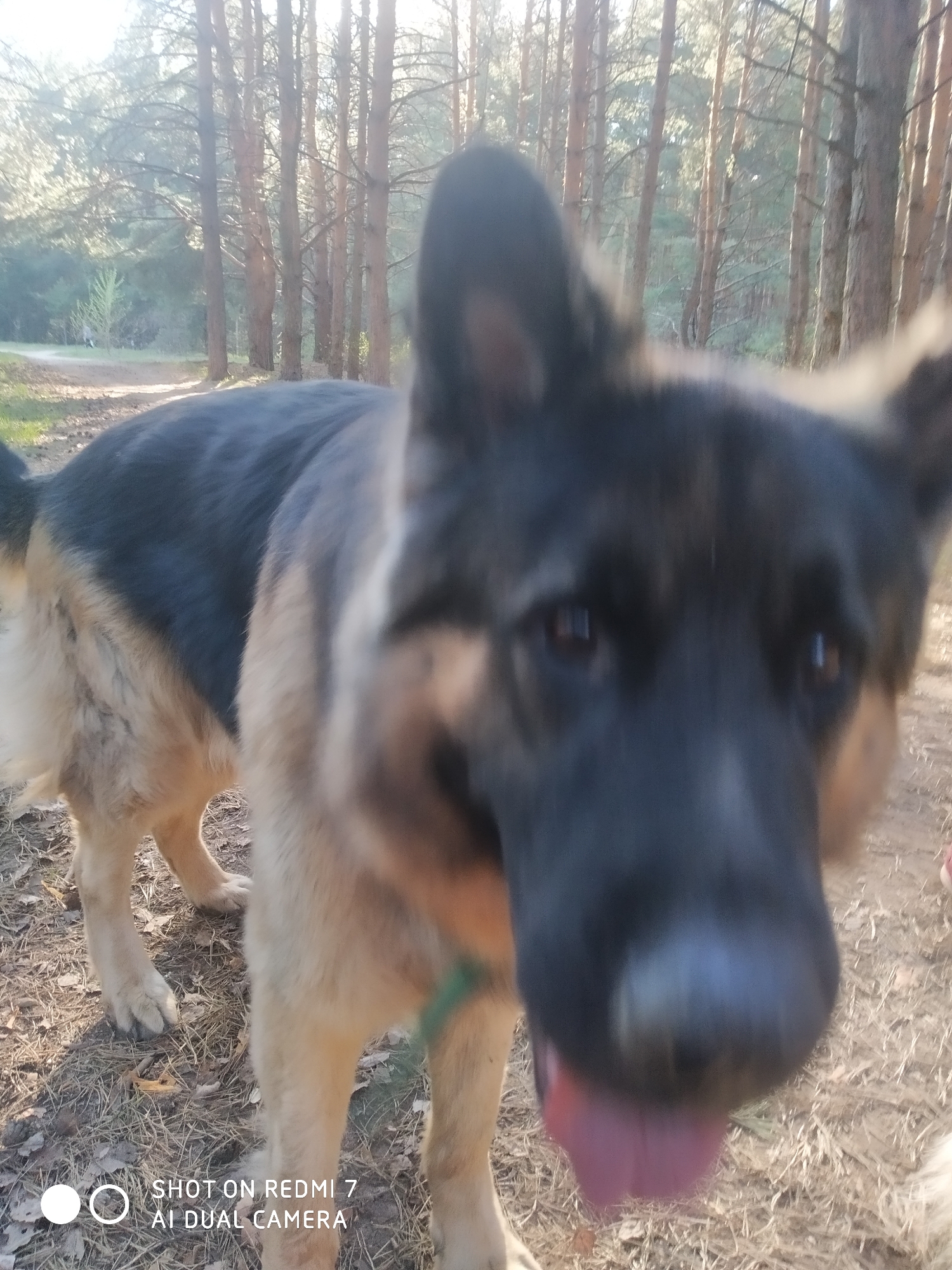 A close-up, slightly blurred photograph shows a German Shepherd dog standing on a dirt and pine needle-covered ground. The dog has black and tan fur, with its tongue protruding. The background consists of numerous tall, thin trees in what appears to be a forest. The location might be Chaikovsky, Russia, but this can not be verfied by the visual.