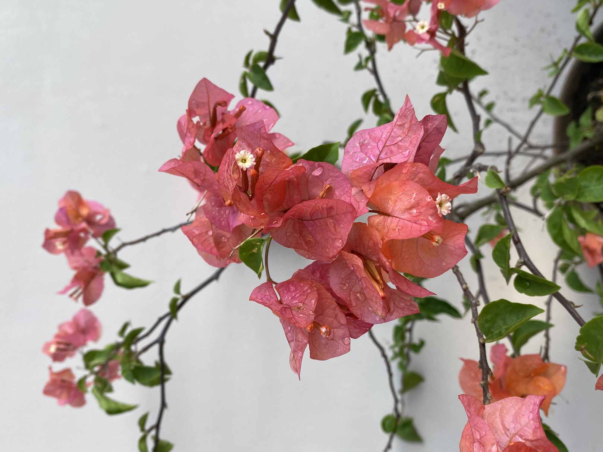 The image displays a close-up view of vibrant pink and orange bougainvillea flowers, adorned with water droplets, against a plain, light-colored wall. The flowers are clustered on branches that extend across the frame, with some green leaves interspersed. The setting appears to be an outdoor environment, likely a garden or balcony, in Davao City, Philippines. The lighting suggests it is daytime, possibly after a rain shower, given the presence of water droplets on the petals. No people are visible in the image, and the focus is solely on the botanical subject.
