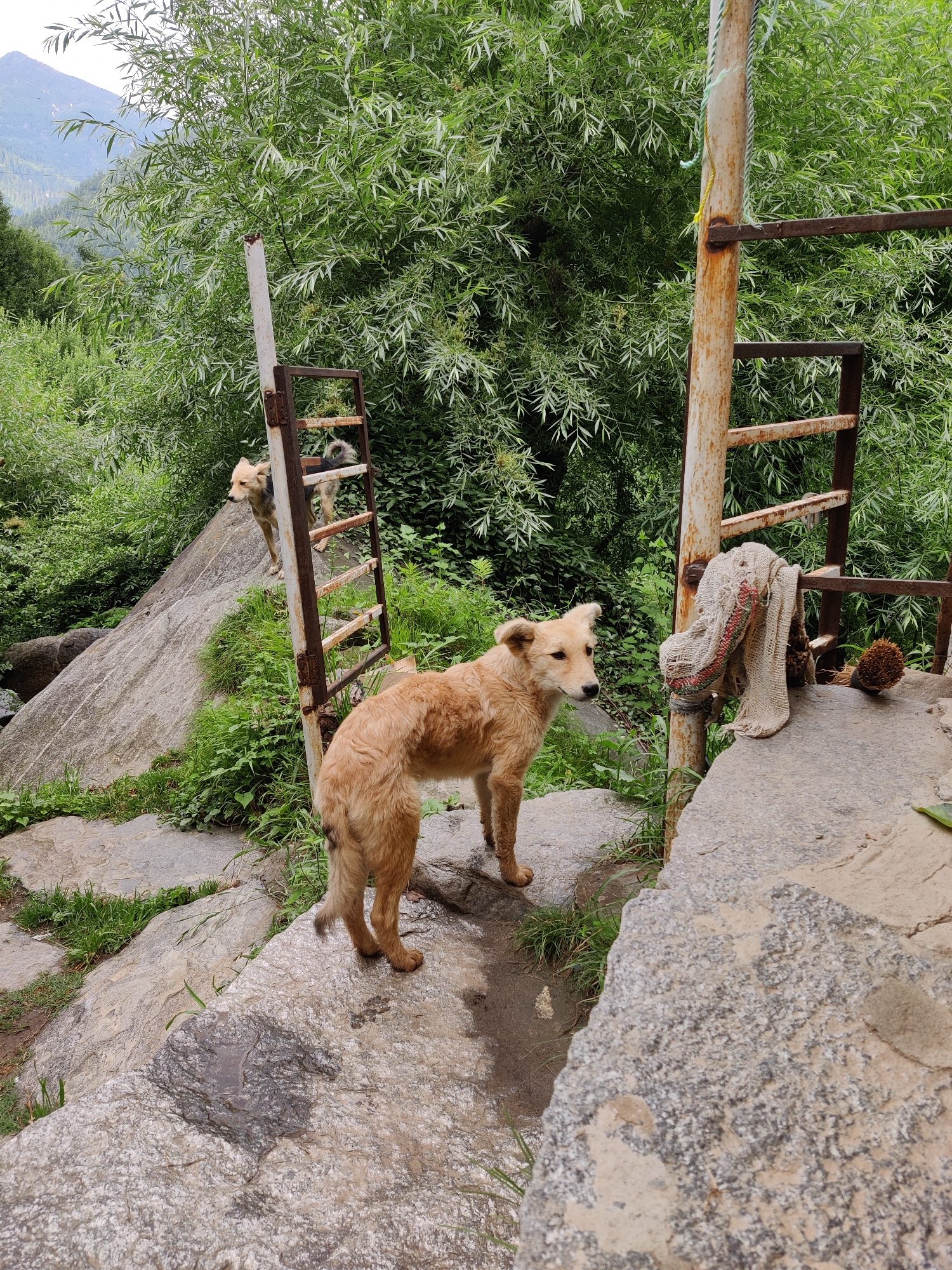 In Vashisht, India, two dogs are visible amidst lush greenery and rocky terrain. A tan-colored dog stands in the foreground on a rocky surface, facing left with its head turned slightly towards the right. Behind it, a second dog with tan and black markings stands on a higher rock, looking to the left. A rusty metal structure, possibly a ladder, stands vertically to the right of the foreground dog, with a woven cloth item and a spiky brown object hanging from it. The environment is characterized by large rocks, abundant grass, and dense foliage, suggesting an outdoor, possibly mountainous or hilly, setting.