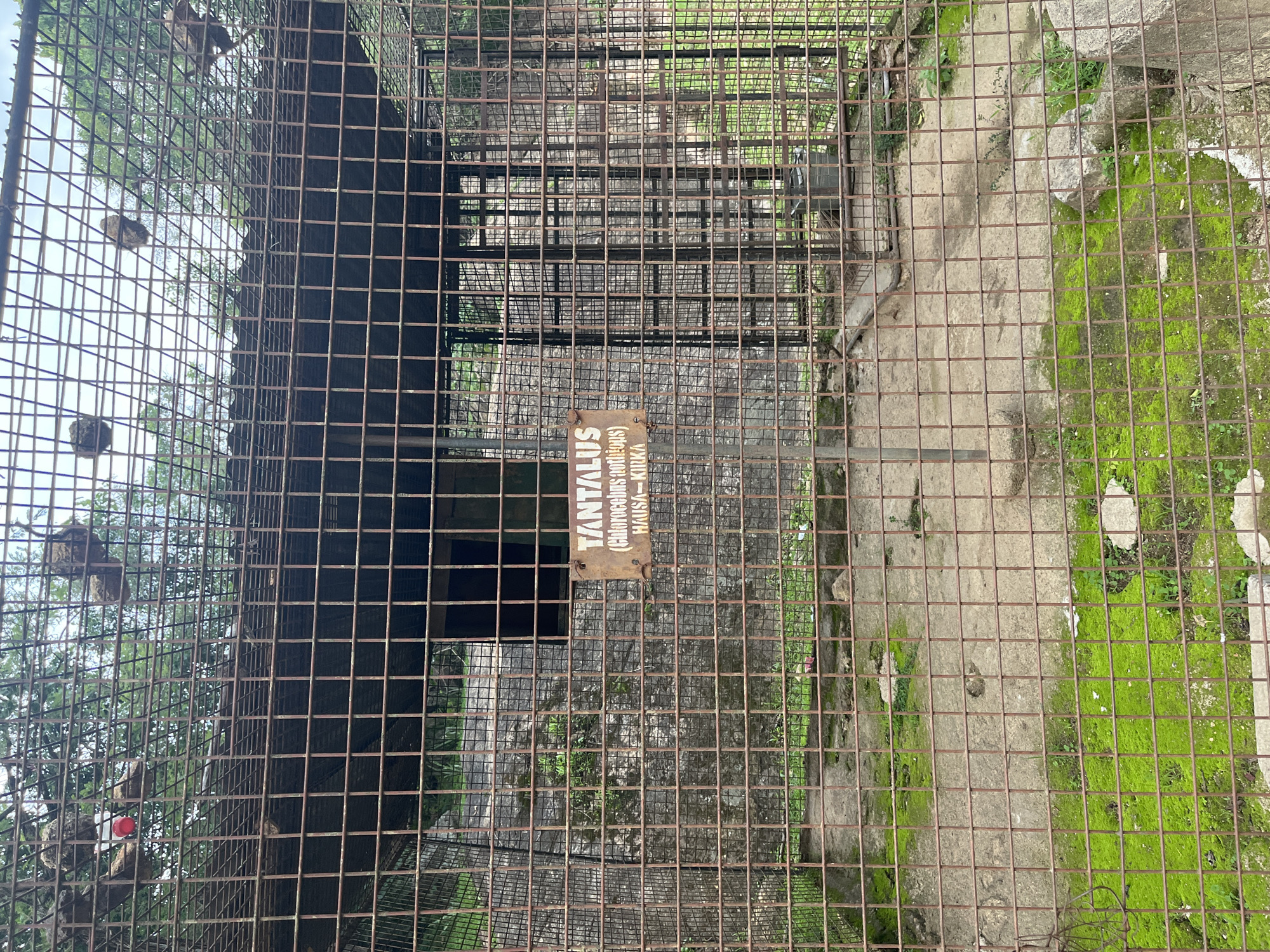 The image shows an outdoor enclosure at the Jos Zoo in Jos, Nigeria. The enclosure is made of a rusty metal grid and appears to house an animal, though none are clearly visible. A sign on a pole inside the enclosure reads "TANTALUS (Philemon nudifrons) HAUSA - KIUKA". The ground inside the enclosure is concrete, with patches of moss and some scattered rocks. Vegetation is visible outside the enclosure, and trees can be seen in the background. The sky is overcast.