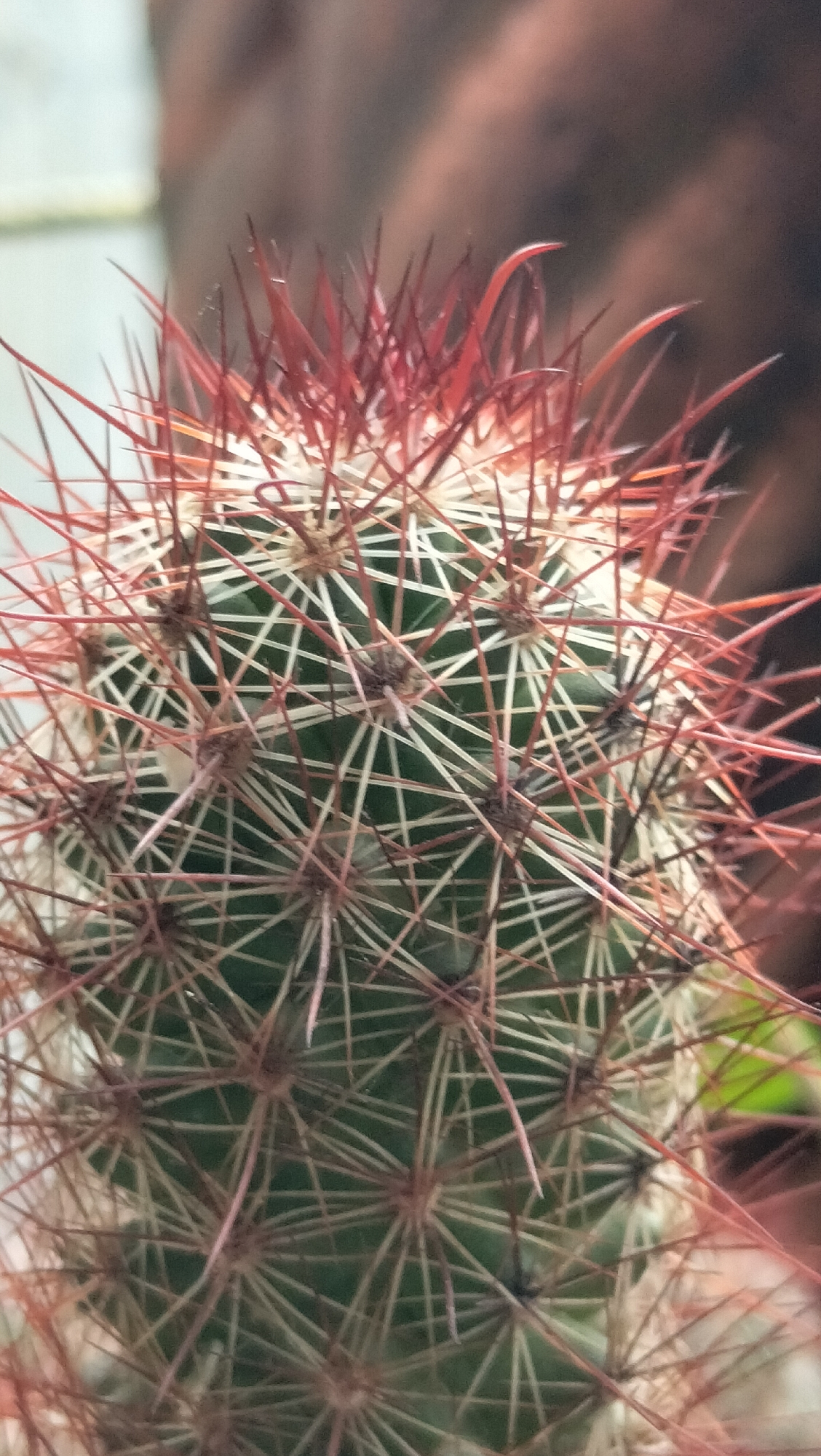 A close-up, vertical shot showcases the vibrant green body of a cactus, densely covered in a network of sharp, reddish-pink spines and thinner, white spines. The spines radiate outwards from numerous areoles, creating a complex, star-like pattern across the cactus's surface. The top of the cactus features a cluster of longer, more prominent reddish-pink spines that curve and point upwards, some with a glossy sheen. The background is a blur of warm, earthy tones, with hints of lighter and darker shades suggesting a natural, possibly out-of-focus outdoor environment. There are no people, actions, or interactions visible in the image. The scene is likely found in a garden or a botanical setting in Lhokseumawe, Indonesia, where such cacti are cultivated for their unique beauty.