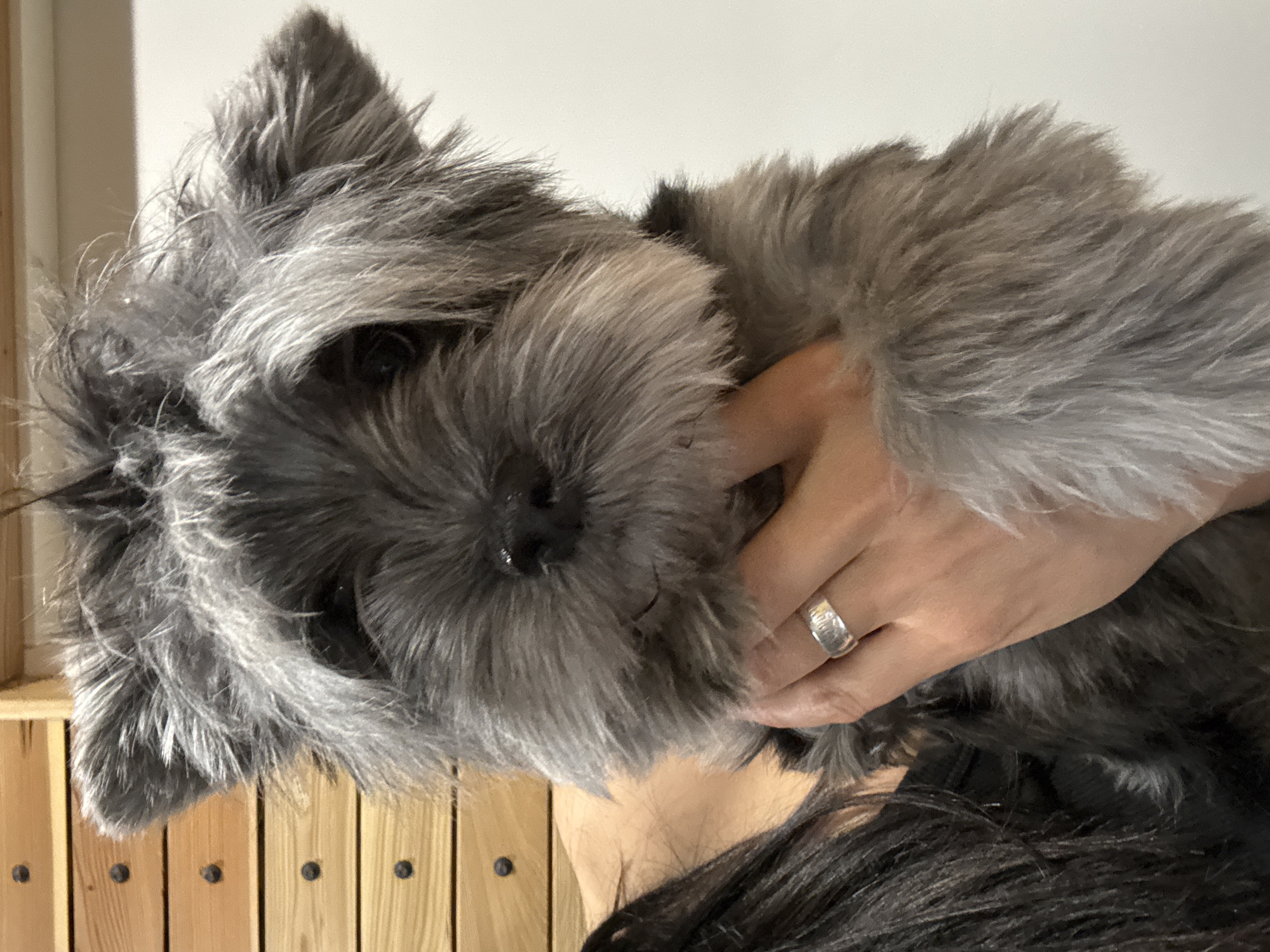 A gray Miniature Schnauzer dog is being held in a person's hand. The person's hand has a silver ring on the ring finger. The dog's face is prominent, with visible eyes, nose, and beard. The background includes a wooden slatted structure and a white wall. The dog's fur is shaggy and gray. There is no information in the image to indicate this photograph was taken in the city of Chaikovsky, Russia.