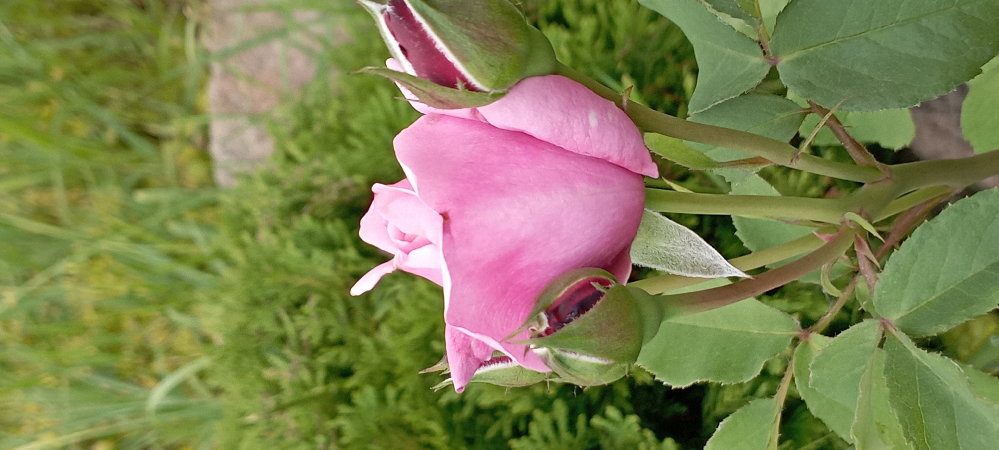 A close-up, vertical shot focuses on a blooming pink rose in a garden. The rose is partially open, with delicate petals unfurling. Several rosebuds, still closed and tinged with deep red, are visible surrounding the main bloom. The rose plant's green leaves and thorny stems are also in sharp focus. The background is a blur of lush green foliage and hints of what appears to be a stone pathway or border, suggesting an outdoor garden setting. The lighting appears natural, indicating daytime, and the overall impression is one of natural beauty and growth. There is no visible text in the image.