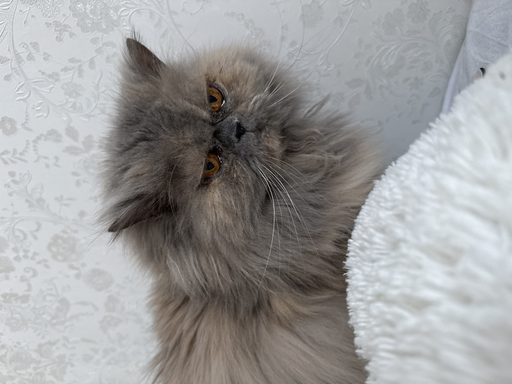 A gray, long-haired cat with amber eyes is resting against a white, fluffy object that appears to be a pillow or blanket. The cat's face is turned slightly toward the camera, and its whiskers are visible. The background is a white wall with a floral pattern. The image was likely taken indoors. There is no information from the picture to determine the location in the city of Chaikovsky, Russia.