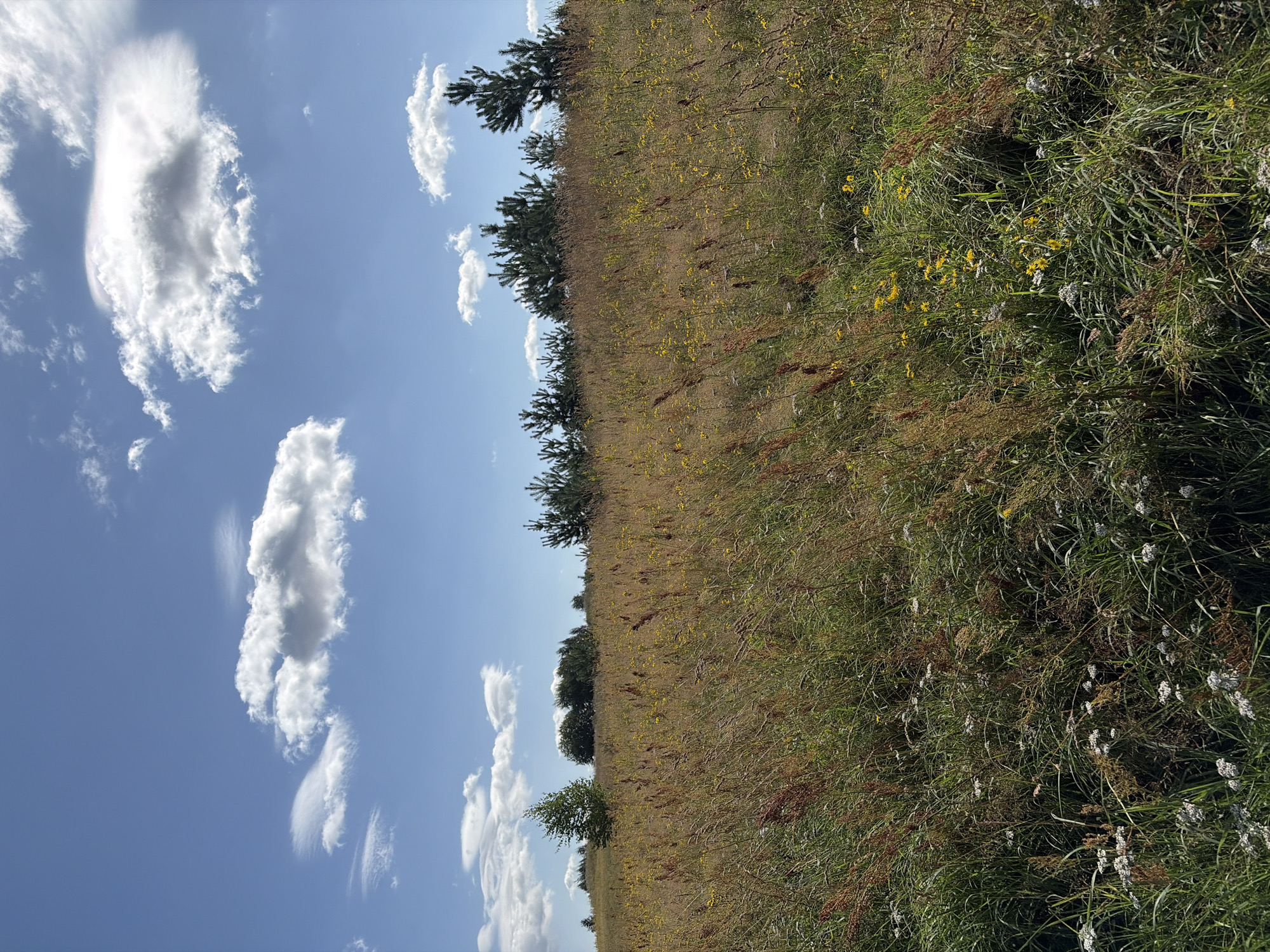 The image depicts a natural landscape under a bright, partly cloudy blue sky. The foreground is dominated by a field of tall, dry grasses interspersed with scattered yellow wildflowers and small white flowers. A gentle slope rises towards the background, where a line of trees, including pine trees and deciduous trees, forms the horizon. A single, slender birch tree stands on the left side of the slope. The scene is consistent with a rural or natural area, possibly on the outskirts of a settlement. Given the context of Tokkari-Lend, Russia, this could represent a meadow or undeveloped land within or adjacent to the village. There are no people, animals, or man-made structures visible in the image. The lighting suggests it is daytime, likely late morning or early afternoon due to the brightness and cloud shadows.