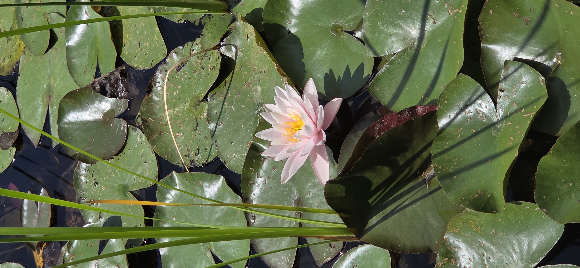This is a medium shot, eye-level photograph taken on a sunny day, likely in the summer given the abundance of blooming water lilies. The scene is a close-up of a pond, filled with lush green lily pads and one prominent, delicate pink and yellow water lily in bloom. The water itself is dark and appears still, reflecting the sunlight in dappled patches. The lily pads are large and round, some appearing slightly damaged or aged, with small brown spots scattered across their surfaces. A few thin, bright green grass stalks or reeds emerge from the water, adding texture and vertical lines to the composition. The water lily, the main subject, is positioned slightly off-center to the right. Its petals are a soft pink, fading to white at the edges, and its center is a vibrant yellow. Subtle shadows cast by the lily pads and unseen foliage create a dramatic interplay of light and dark across the scene. The overall mood is peaceful and natural, highlighting the beauty of aquatic flora. There is no visible text in the image. The location context of Karlsruhe, Germany, suggests this could be a botanical garden, park pond, or natural body of water within the region.