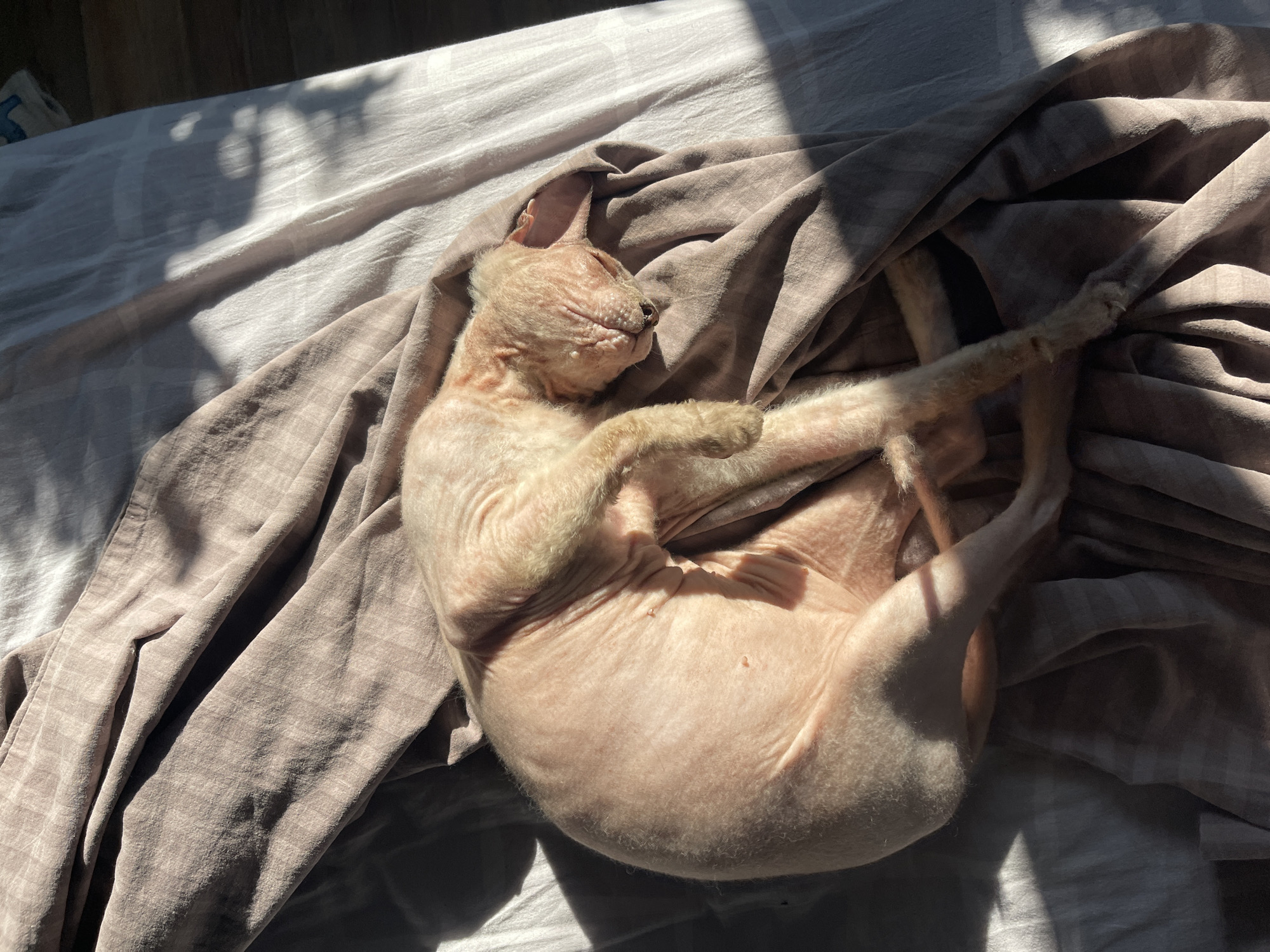 A hairless cat is curled up on a bed, basking in a sunbeam. The cat's skin is pink and wrinkled, with a few patches of fine hair on its ears and paws. The bed is covered with a light brown blanket and a white sheet. The room is dimly lit, with sunlight streaming in through a window, creating dramatic shadows on the wall and floor. The image appears to be taken indoors, on a bed. There is no indication of the specific location within the city of Orenburg, Russia.
