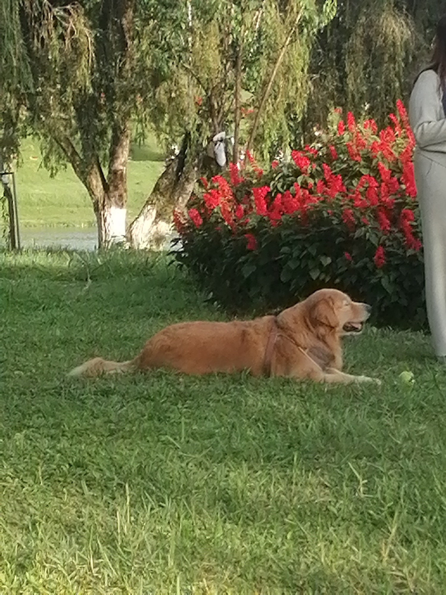 A golden retriever dog lies on the grass in front of a bed of red flowers. The dog is facing to the right, with its mouth open. A small green ball is visible on the grass near the dog's hindquarters. Behind the dog, there are several trees and a person in a light-colored garment. In the background, a body of water is visible, suggesting a park or garden setting, likely in Da Lat, Vietnam, known for its natural beauty and flower gardens.