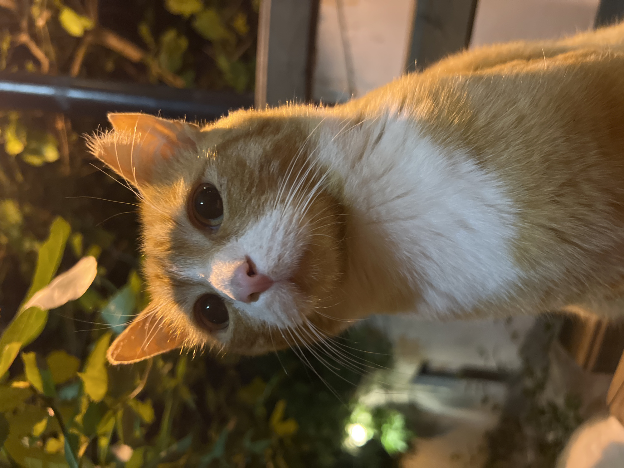 An orange and white cat with large black eyes and a pink nose is the primary subject of the image. The cat is partially visible, with the lower part of its body and background out of focus. The cat's fur appears short and well-groomed. The background consists of green foliage, suggesting the cat is outdoors. The lighting is soft, likely from an artificial source. While the image does not provide any explicit information on the location, it is stipulated that it is in Plovdiv, Bulgaria. It is impossible to confirm the exact location within the city based on the information present in the photo.