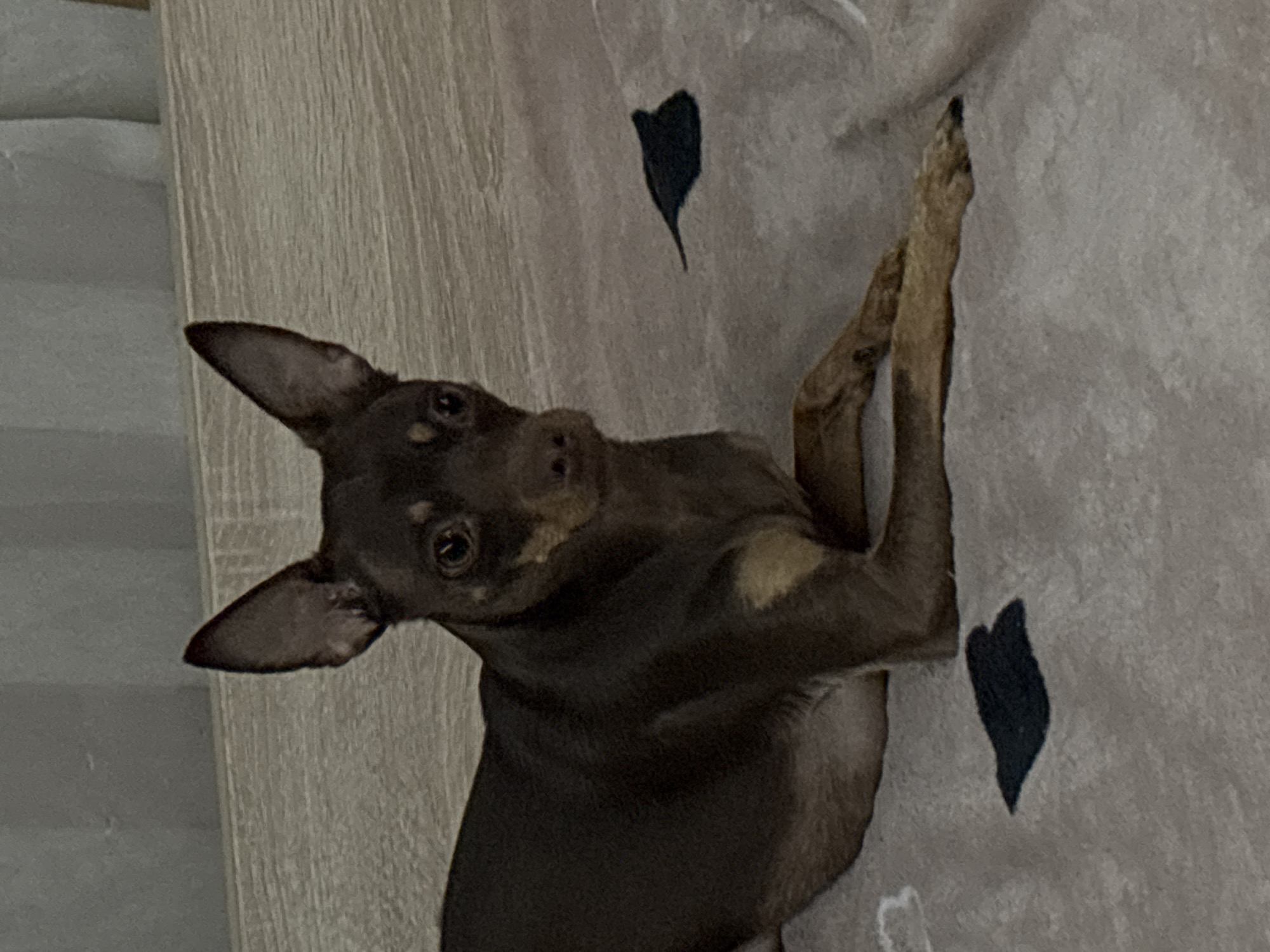 A small, brown dog with tan markings and large, erect ears lies on a patterned blanket. The dog is positioned in the center of the frame, facing slightly to the right, with its front paws crossed. The blanket has a light brown base with darker, irregularly shaped spots. The background consists of a textured surface, possibly a wall or furniture, in a neutral tone. The lighting is dim, casting soft shadows. The location is a residential interior in Khimki, Russia.