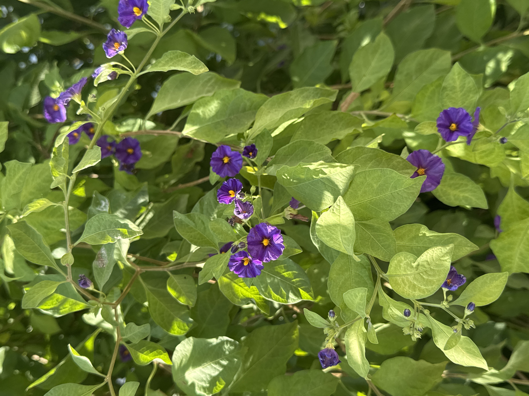 In Agios Tychona Community, Cyprus, a close-up shot captures a branch of a plant with abundant green leaves and several blooming purple flowers. The flowers are star-shaped with yellow centers and are scattered amongst the foliage. Some buds are also visible, indicating ongoing growth. The scene is illuminated by natural light, casting shadows on some of the leaves and creating a dappled effect. The background is blurred, suggesting the plant is part of a larger garden or natural setting. No people or animals are present in the frame.