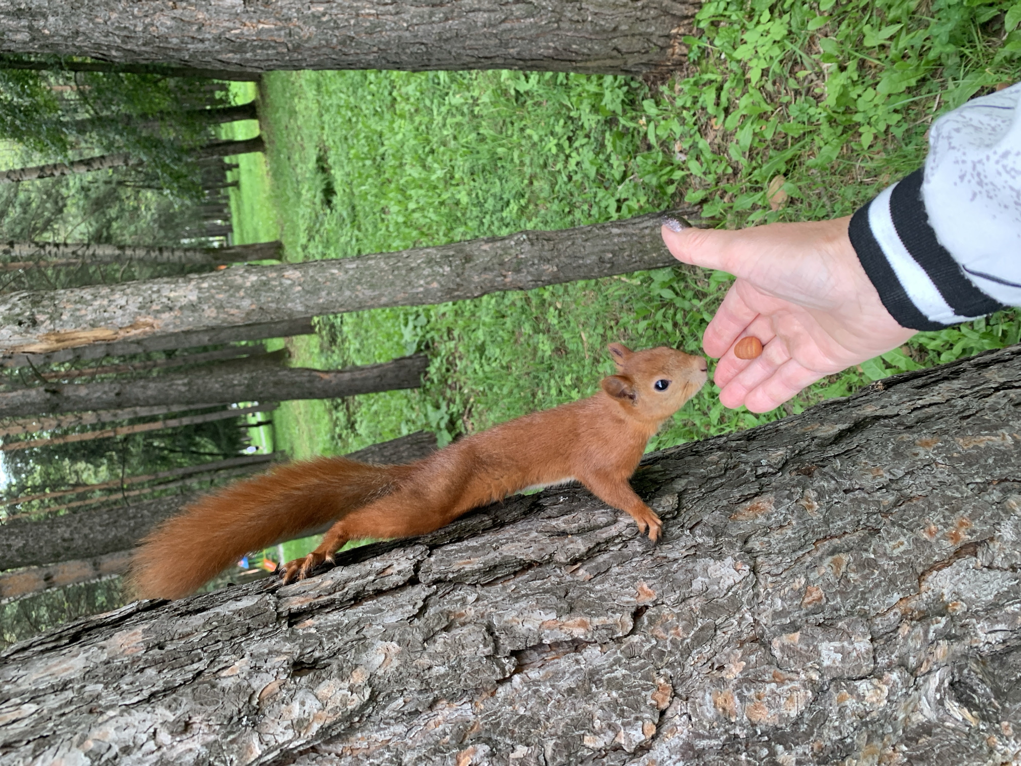 In a forest park setting, a red squirrel is descending a tree trunk, its body angled downwards and its bushy tail extended upwards. A person's hand is extended towards the squirrel, offering a single nut. The background consists of a grassy clearing with scattered trees. The image does not contain information about the location in the city of Prokopyevsk, Russia.