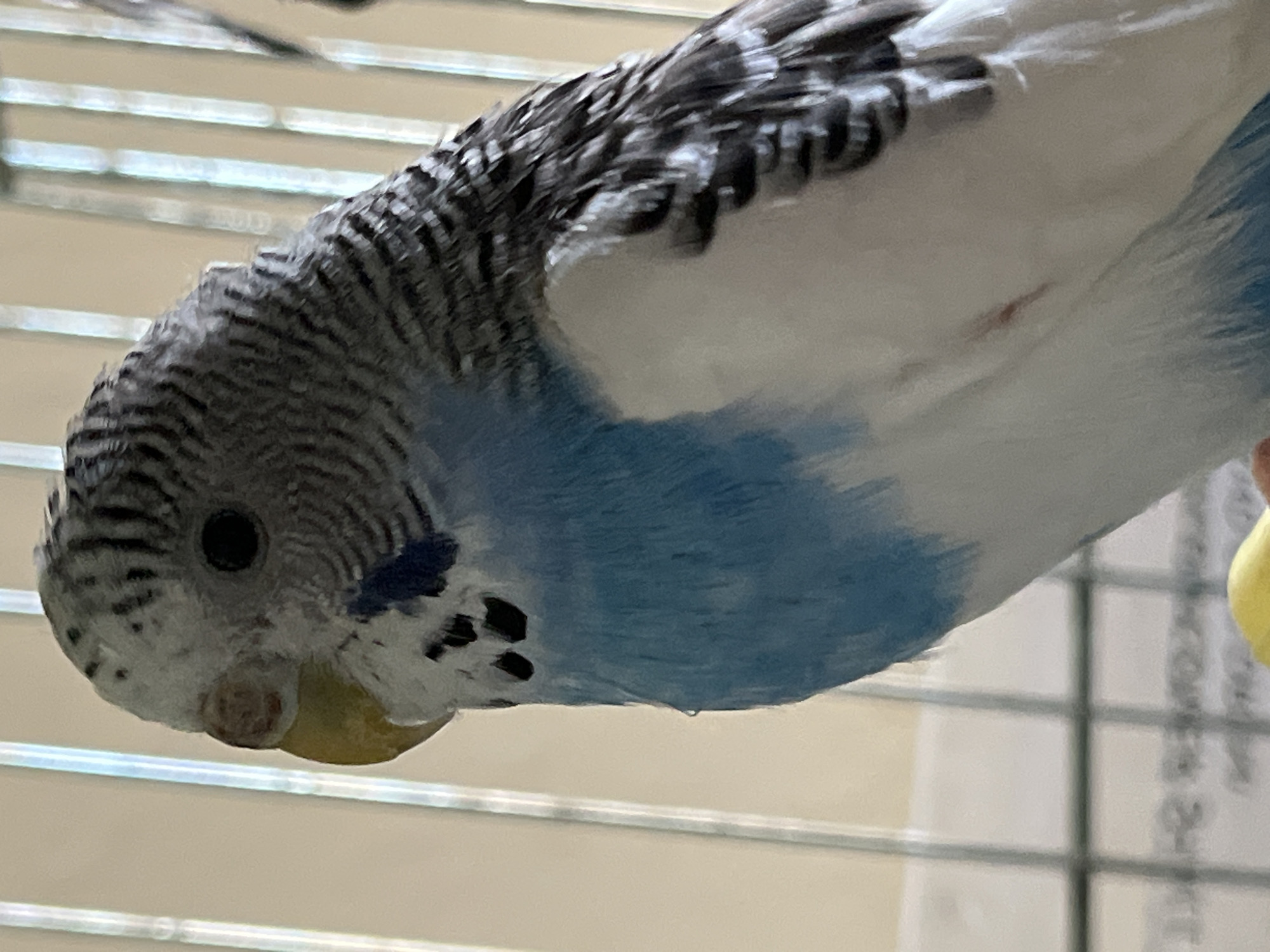 A close-up shot shows a budgerigar perched inside a cage. The bird has a head with a gray and black striped pattern, a yellow beak, and a blue chest. Its body is mostly white. The cage is made of light-colored metal bars.