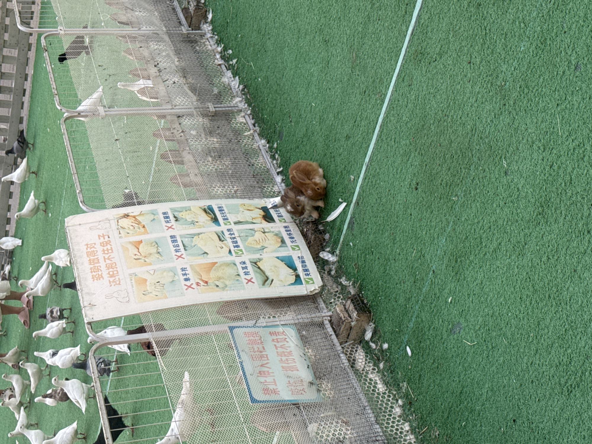 The image captures an outdoor scene with artificial green turf, suggesting an animal enclosure or petting zoo, likely located within Shenyang City, China, based on the presence of Chinese text on a sign. A wire mesh fence divides the area, with multiple pigeons and other birds scattered across the turf and beyond the fence. Two small rabbits are visible resting on the turf in the foreground, near the fence. A white sign with Chinese text and illustrations, likely providing instructions or warnings, is attached to the fence. One prominent message on the sign translates to "Do not reach into the enclosure," followed by a disclaimer about injury. Another section illustrates proper and improper ways to handle rabbits. The overall impression is that of a managed outdoor space for observing or interacting with small animals, where guidelines for safe handling are being communicated.