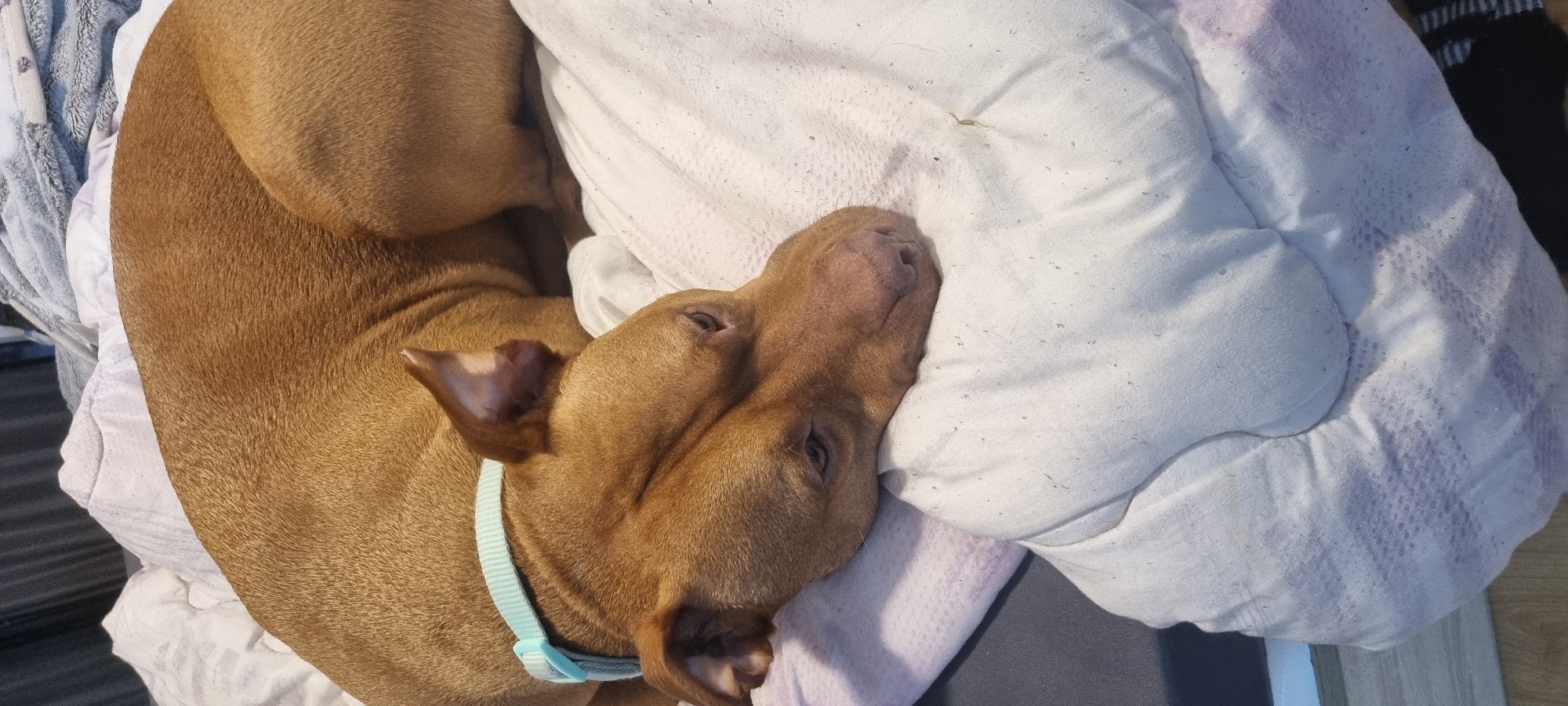 An indoor, high-angle photograph shows a reddish-brown dog, likely a Pitbull or similar breed, sleeping soundly on a white pillow or comforter. The dog is curled up on its side, with its head resting deeply into the soft bedding. Its eyes are partially open, suggesting a deep state of relaxation or sleep. A light blue/aqua collar is visible around its neck.
The scene is well-lit by natural light from the left, indicating daytime, possibly morning or afternoon. The white pillow and surrounding bedding show small specks of lint or pet hair, suggesting regular use. To the left of the dog, a grey and white patterned blanket or towel is visible, contributing to the cozy domestic setting. On the far right, a dark, striped fabric, possibly a sock, is partially seen. The dog appears peaceful and comfortable in its resting spot. There is no visible text in the image. The location context for this image is Sofia, Bulgaria.