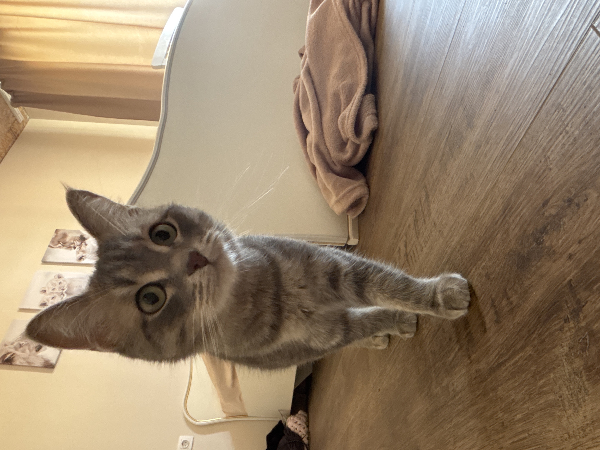 A gray tabby cat with green eyes is the central subject of the image. The cat is standing on a wooden floor, and a white bed frame and a beige towel are partially visible in the background. Three small pictures are on the wall. A white electrical outlet is also visible near the bed frame. Based on prior knowledge, the location might be a residence in the city of Chaikovsky, Russia, but this cannot be confirmed from the image alone.