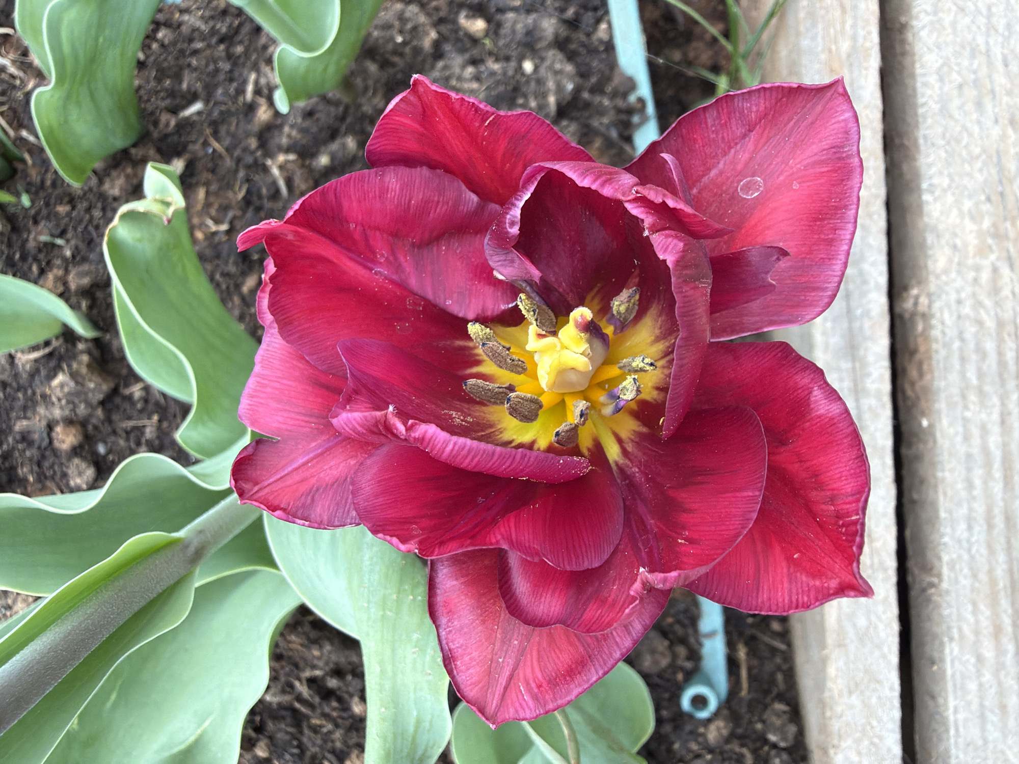 A high-angle shot shows a fully blooming, deep red tulip with a bright yellow center. The flower is surrounded by green leaves and sits in dark brown soil, adjacent to a weathered wooden surface. The image captures a close-up perspective, highlighting the detail of the petals and the flower's reproductive structures. There is no indication of location within the city of Chaikovsky, Russia.