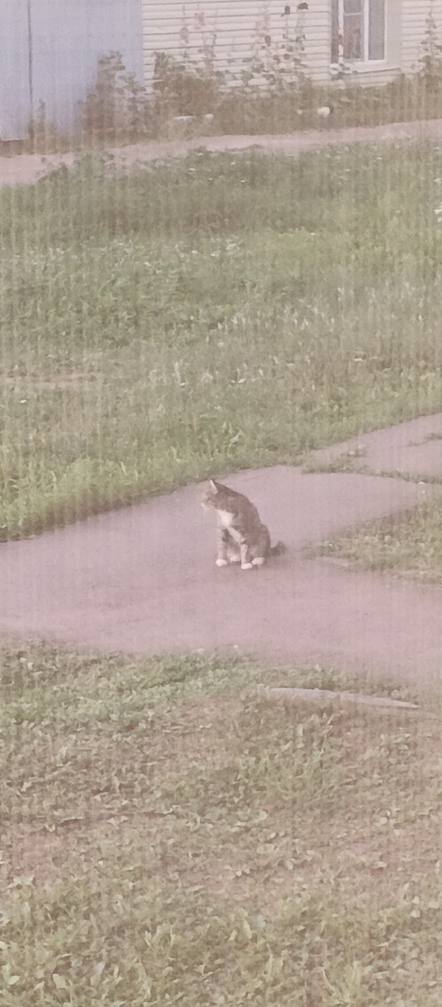 A tabby cat with white markings is sitting on a paved pathway in front of a building with horizontal siding in the background. The pathway is bordered by grass. The scene appears to be outdoors, in what could be a residential area. The image is slightly grainy and has a muted color palette.