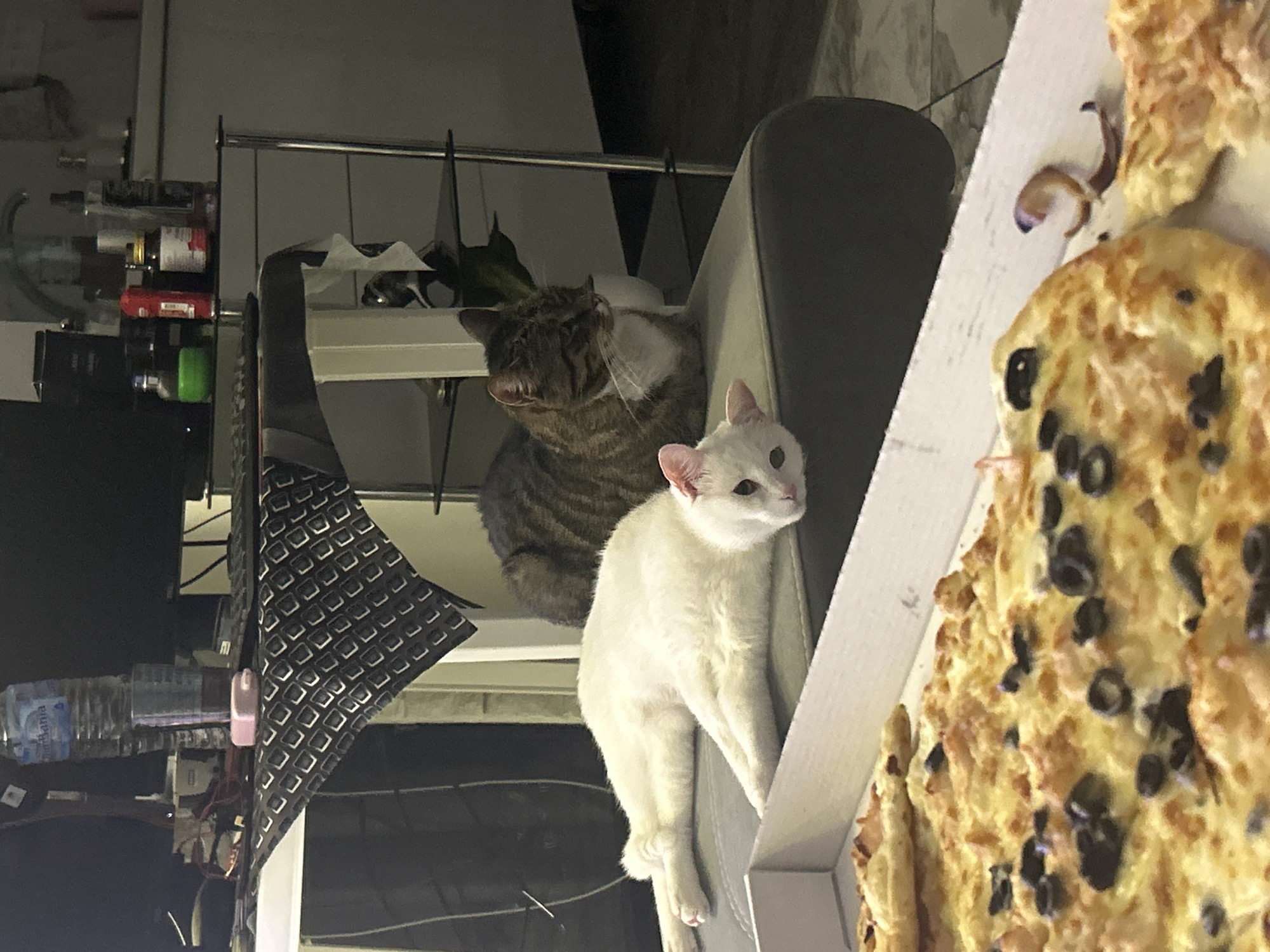 The image shows two cats sitting on a gray sofa with a pizza box in the foreground. The pizza in the box appears to be topped with cheese, and olives. In the background there's a shelf with bottles and other objects. A black keyboard sits on top of another shelve to the left. The location is implied to be in Burgas, Bulgaria.