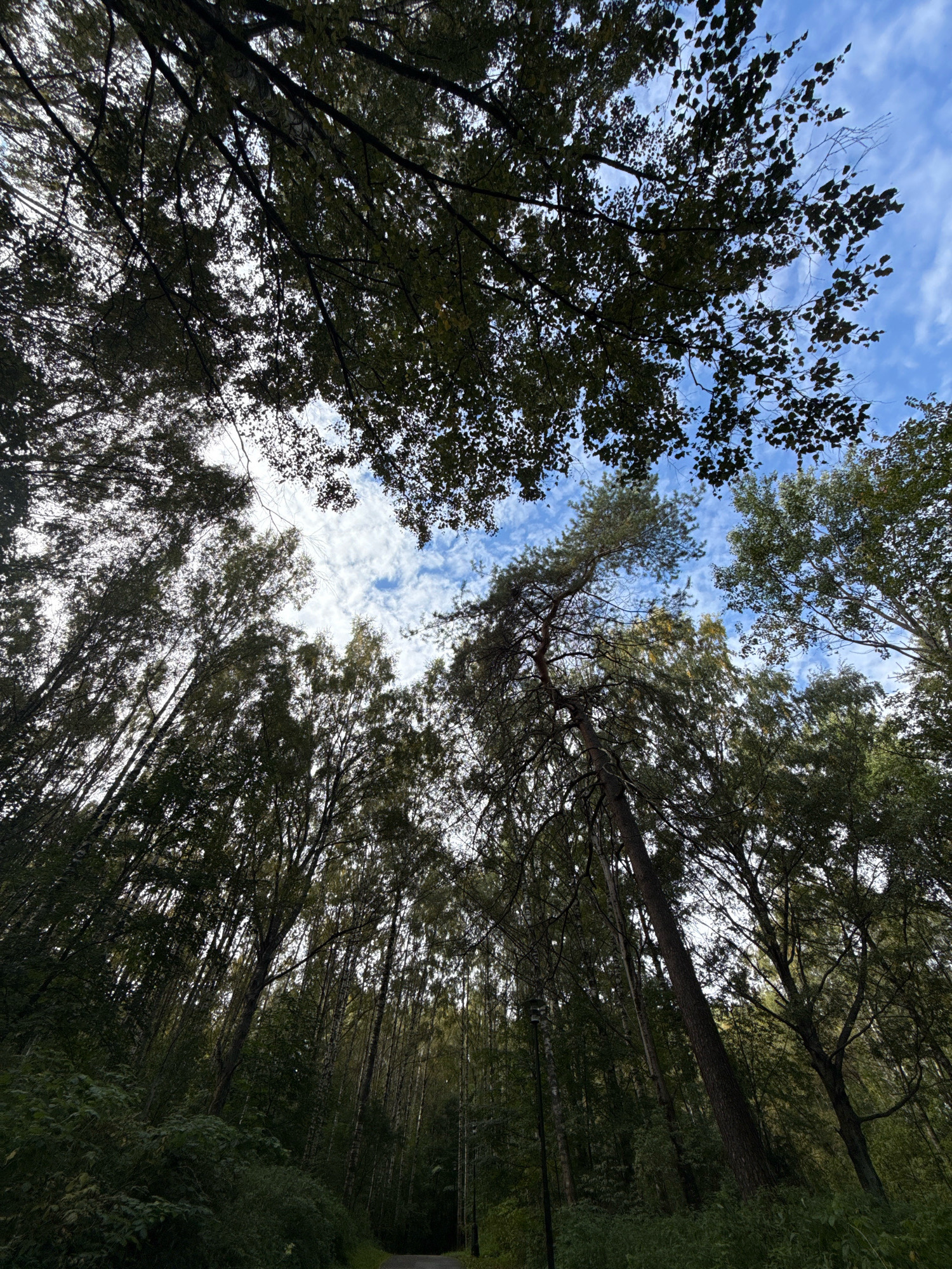 In Rusanovo, Russia, a low-angle shot captures a dense forest canopy against a blue sky with scattered white clouds. The trees, predominantly deciduous with some coniferous elements, create a thick, dark green foliage that dominates the upper portion of the frame. Sunlight filters through the leaves, creating dappled patterns and highlighting the texture of the branches. The lower portion of the image reveals a narrower view of the forest floor, with a dirt path winding through dense undergrowth. The overall impression is one of a tranquil, natural environment, typical of a forest setting in a rural or suburban area. There are no people or animals visible in the image.