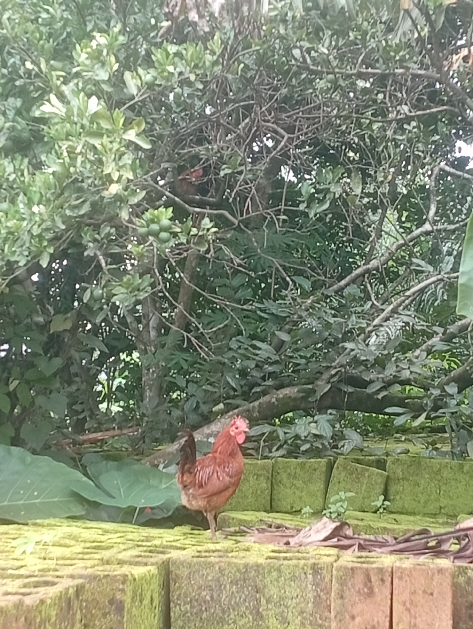 A rooster stands on a moss-covered brick wall in Akokwa, Nigeria. The rooster is brown with a red comb and wattle, and its tail feathers are black. It is facing to the left, with its head turned slightly towards the viewer. In the background, there are lush green trees and foliage, with some small green fruits visible on the branches of one tree. Large, dark green leaves are also present in the mid-ground, to the left of the rooster. The brick wall is made of rectangular blocks and is partially covered in green moss and some dry brown leaves. The overall environment appears to be outdoors, possibly in a garden or a yard.