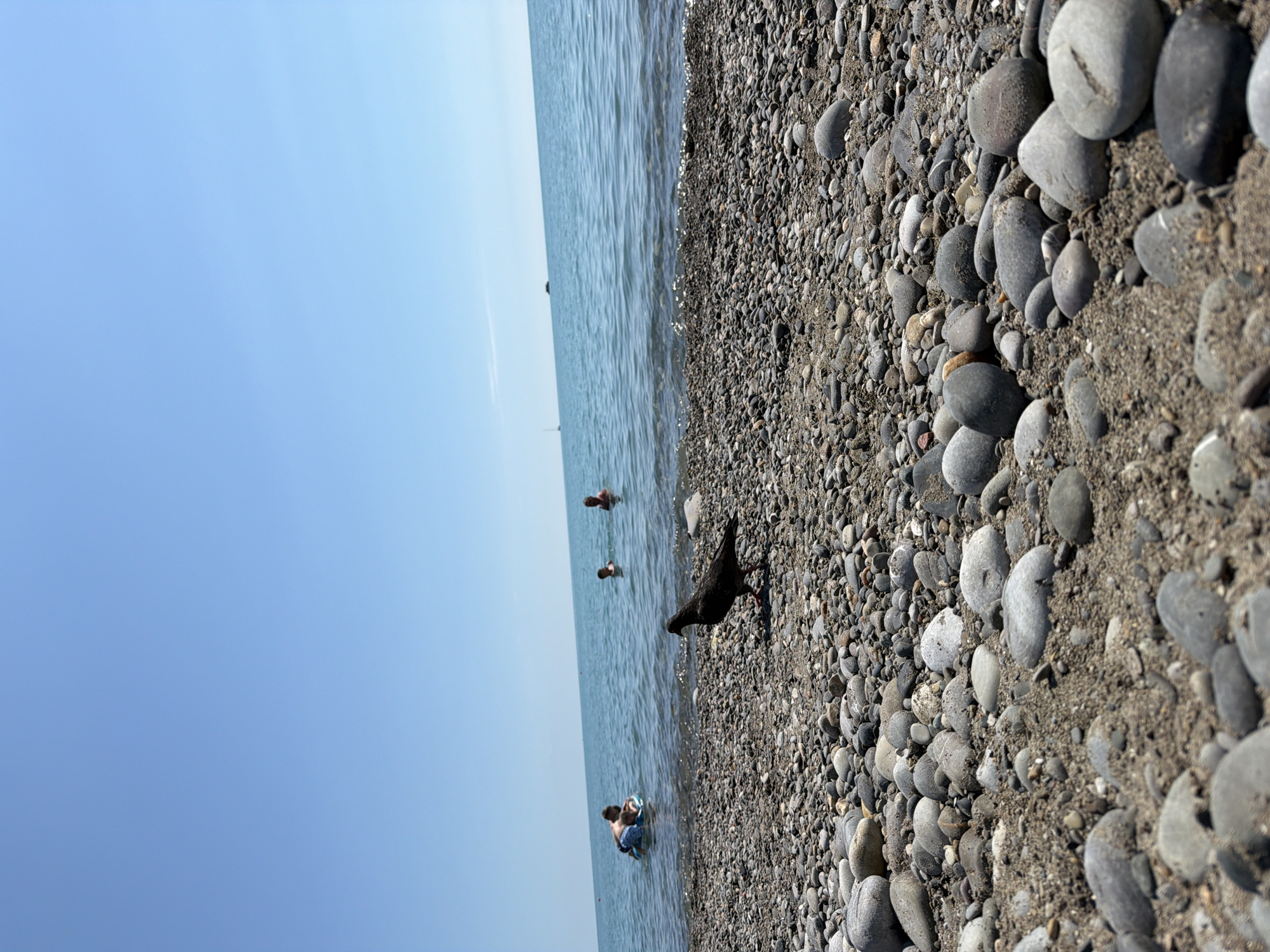 A pigeon stands on a pebble beach in Sochi, Russia, facing the sea. In the background, several people are swimming and playing in the water under a clear blue sky. The water is calm and a few boats are visible in the distance. The foreground of the image is dominated by a close-up view of the pebbles and sand on the beach.